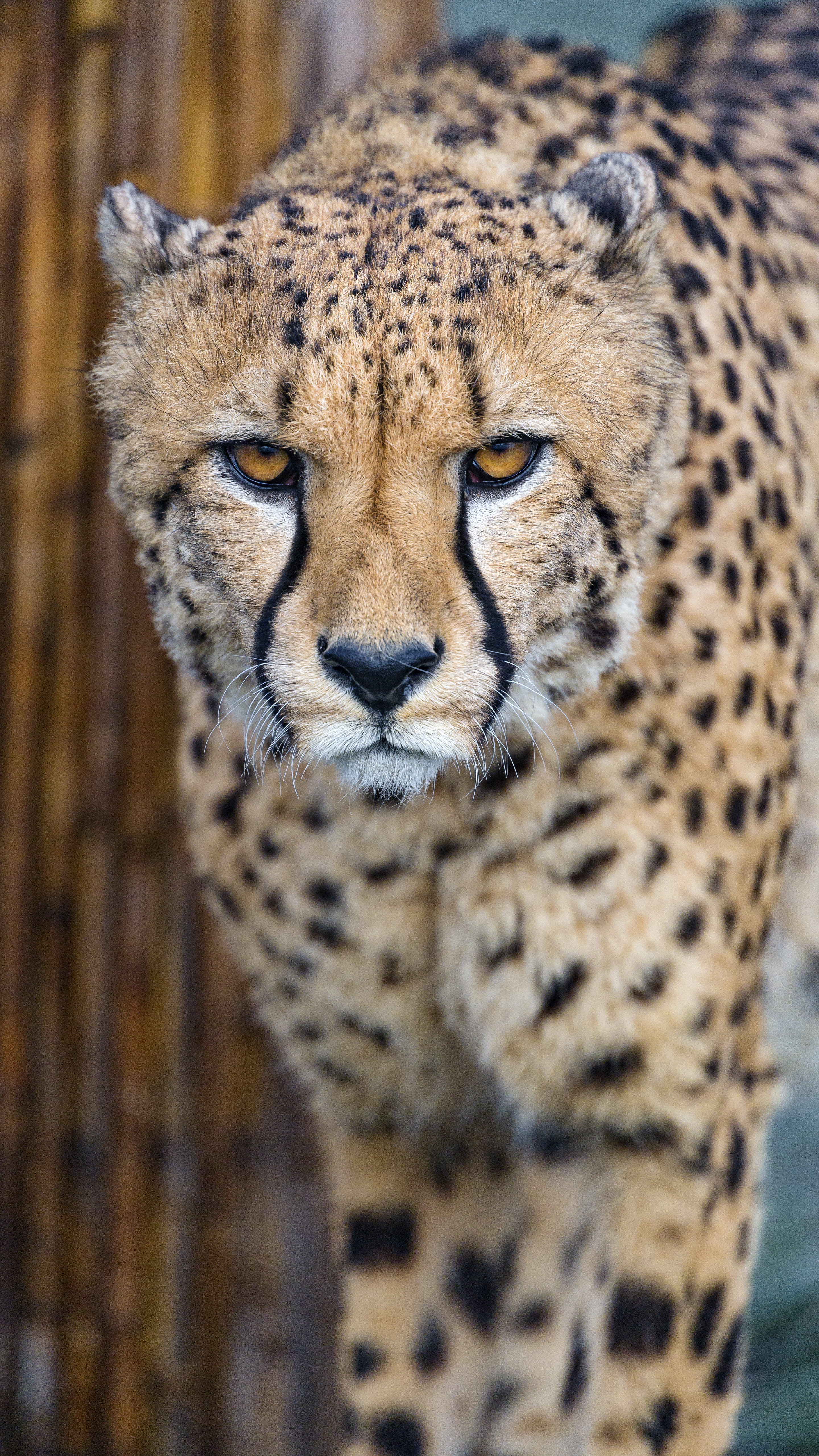 Cheetah Wallpapers