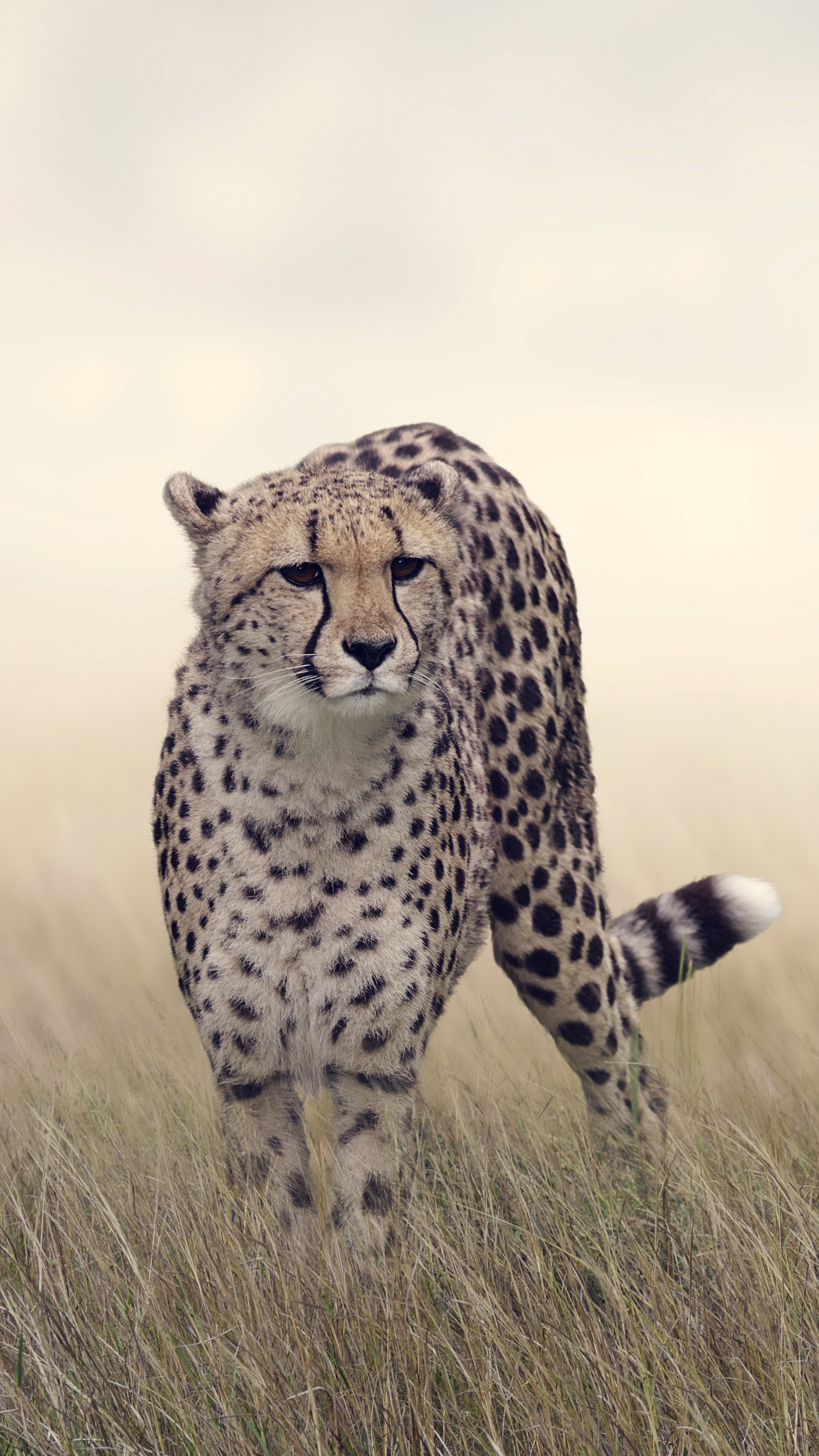 Cheetah Wallpapers