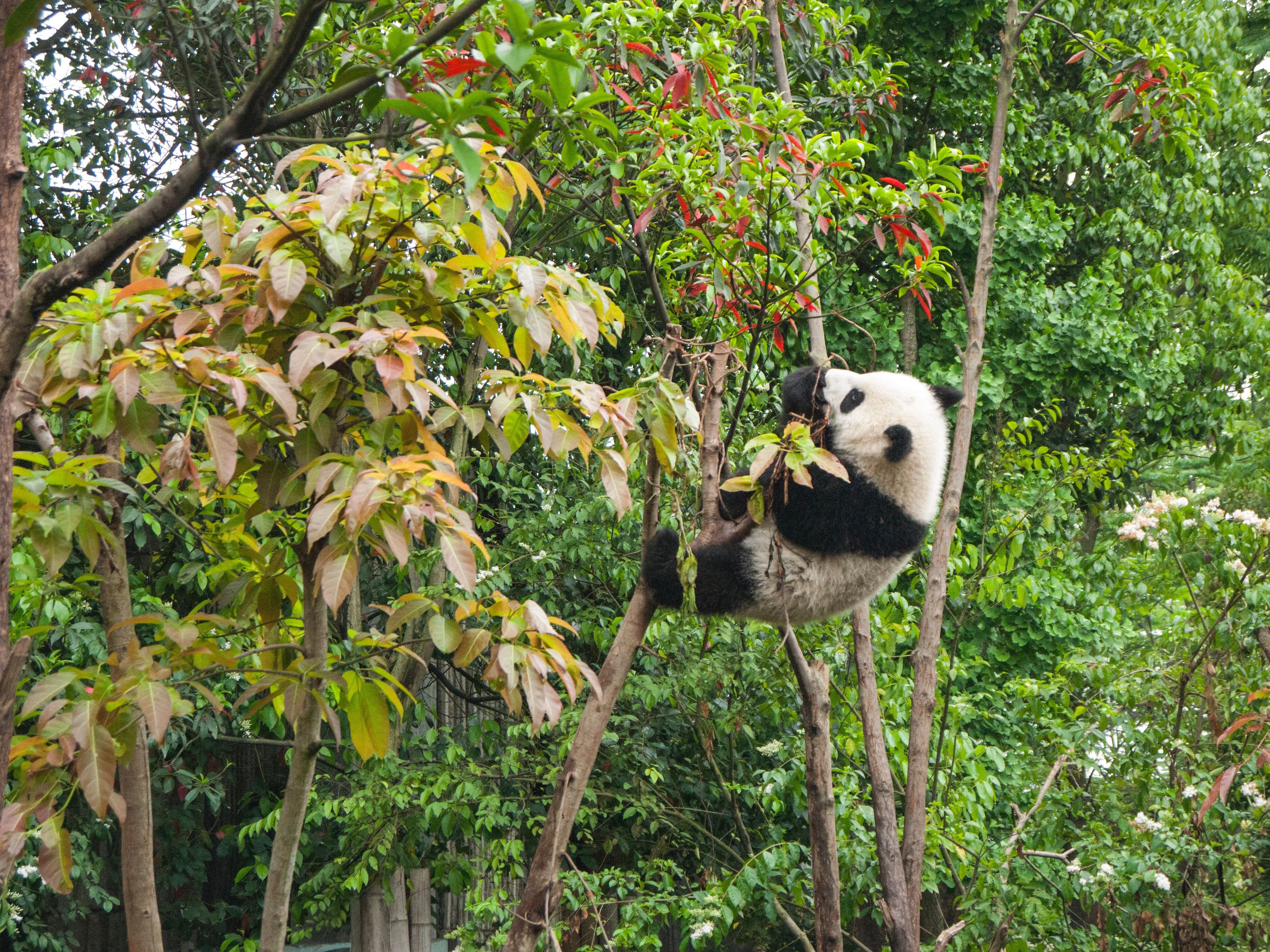 Chengdu Wallpapers