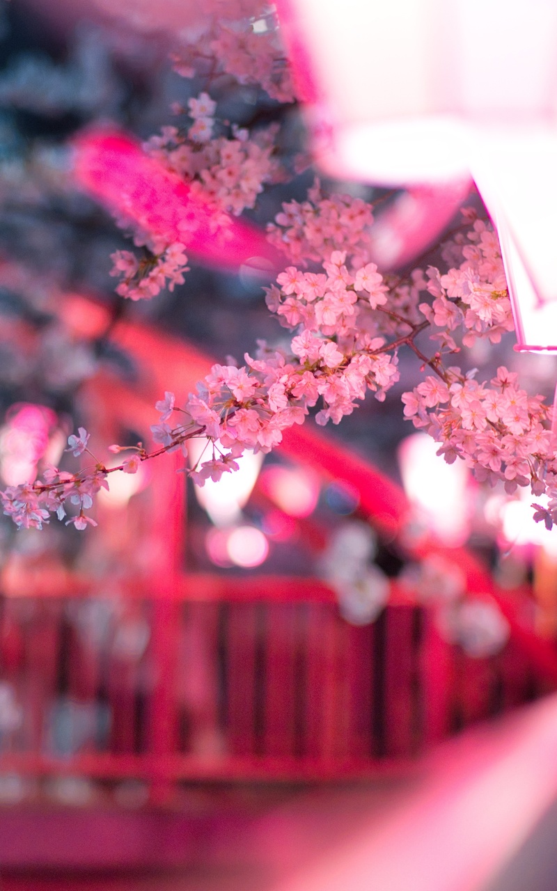 Cherry Blossom 5K Wallpapers