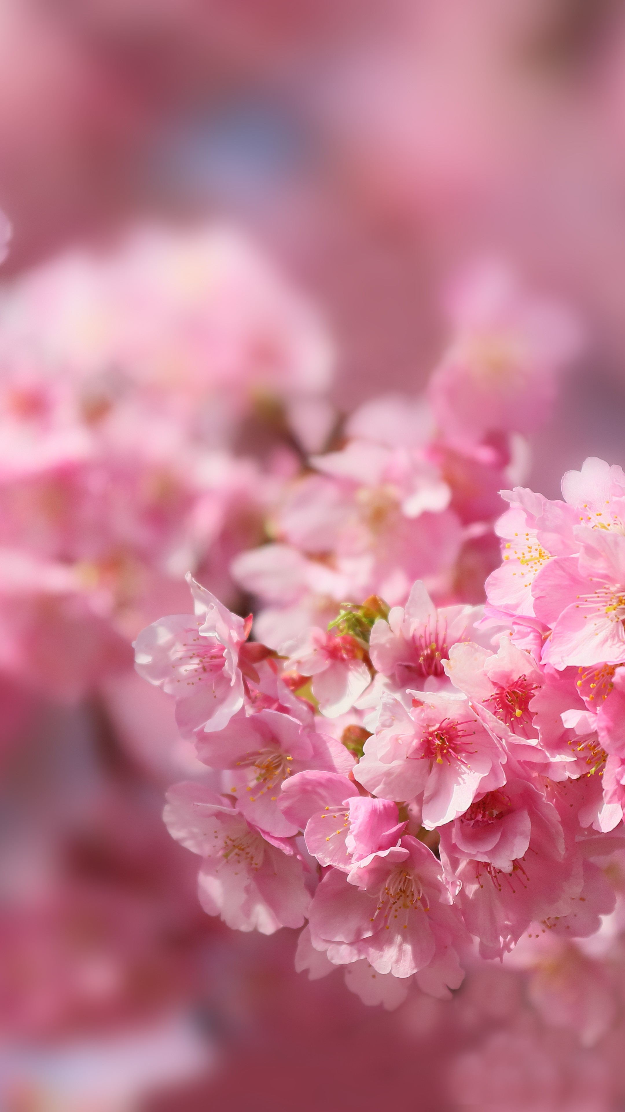 Cherry Blossom 5K Wallpapers