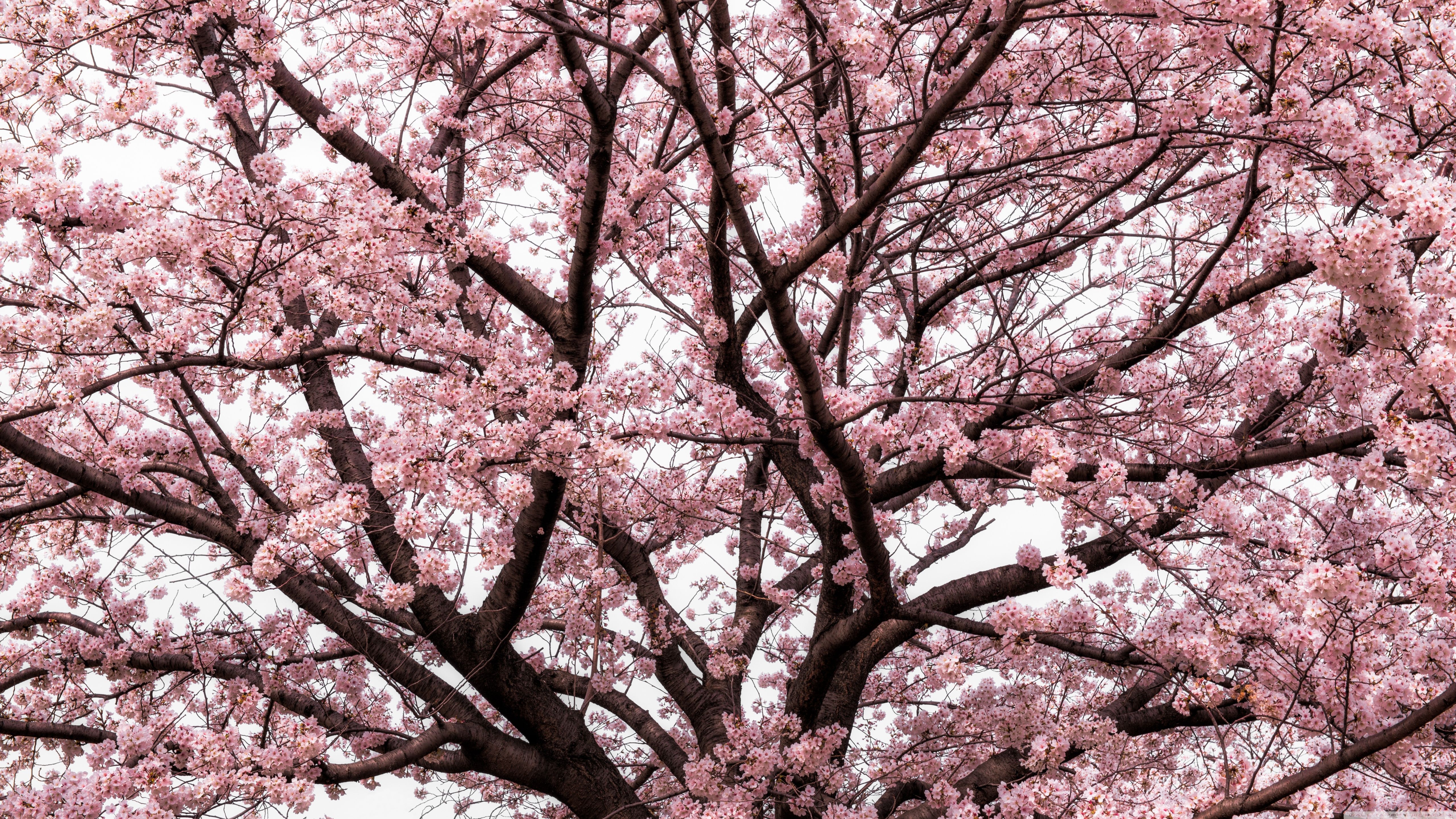 Cherry blossom отзывы