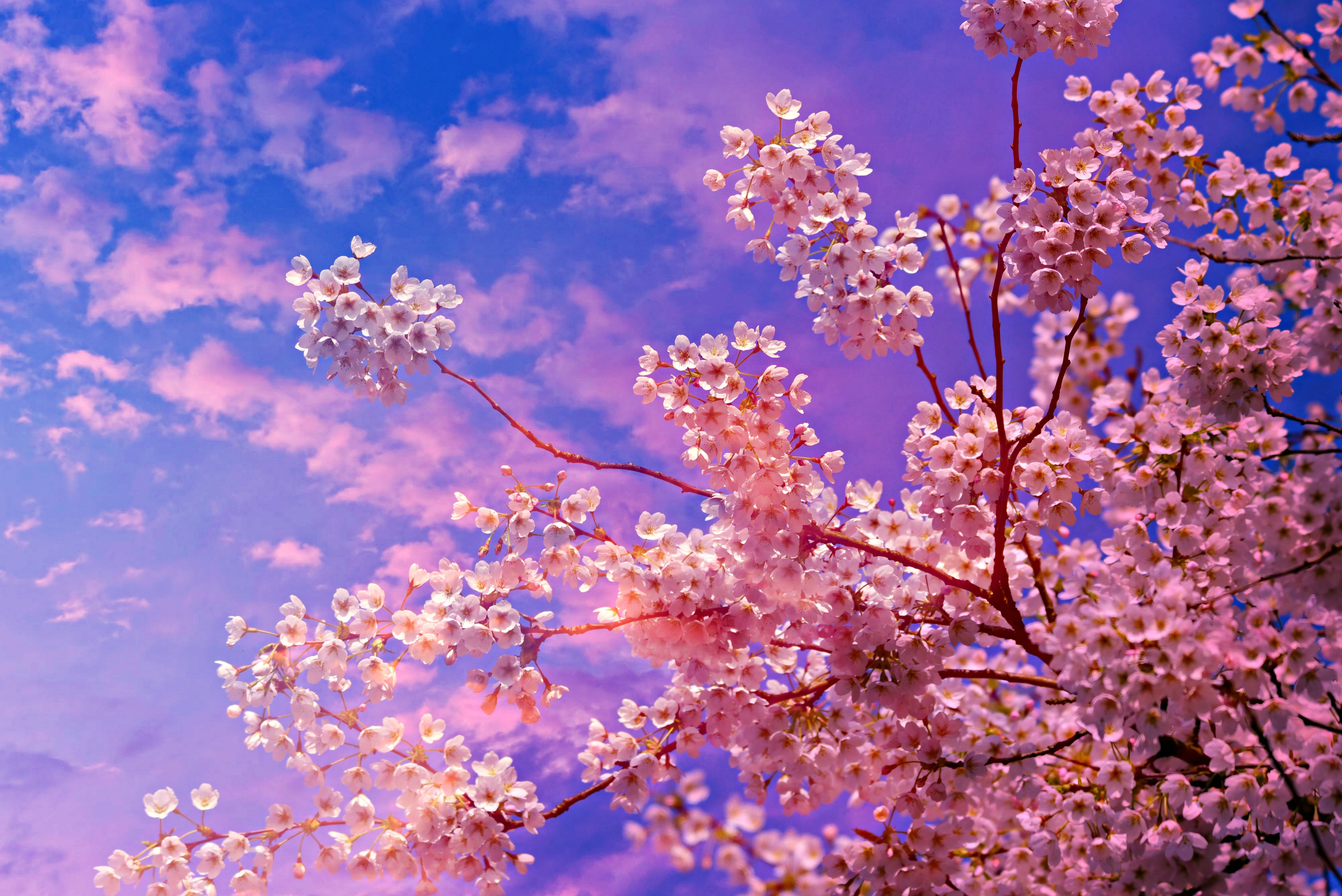 Cherry Blossom 5K Wallpapers