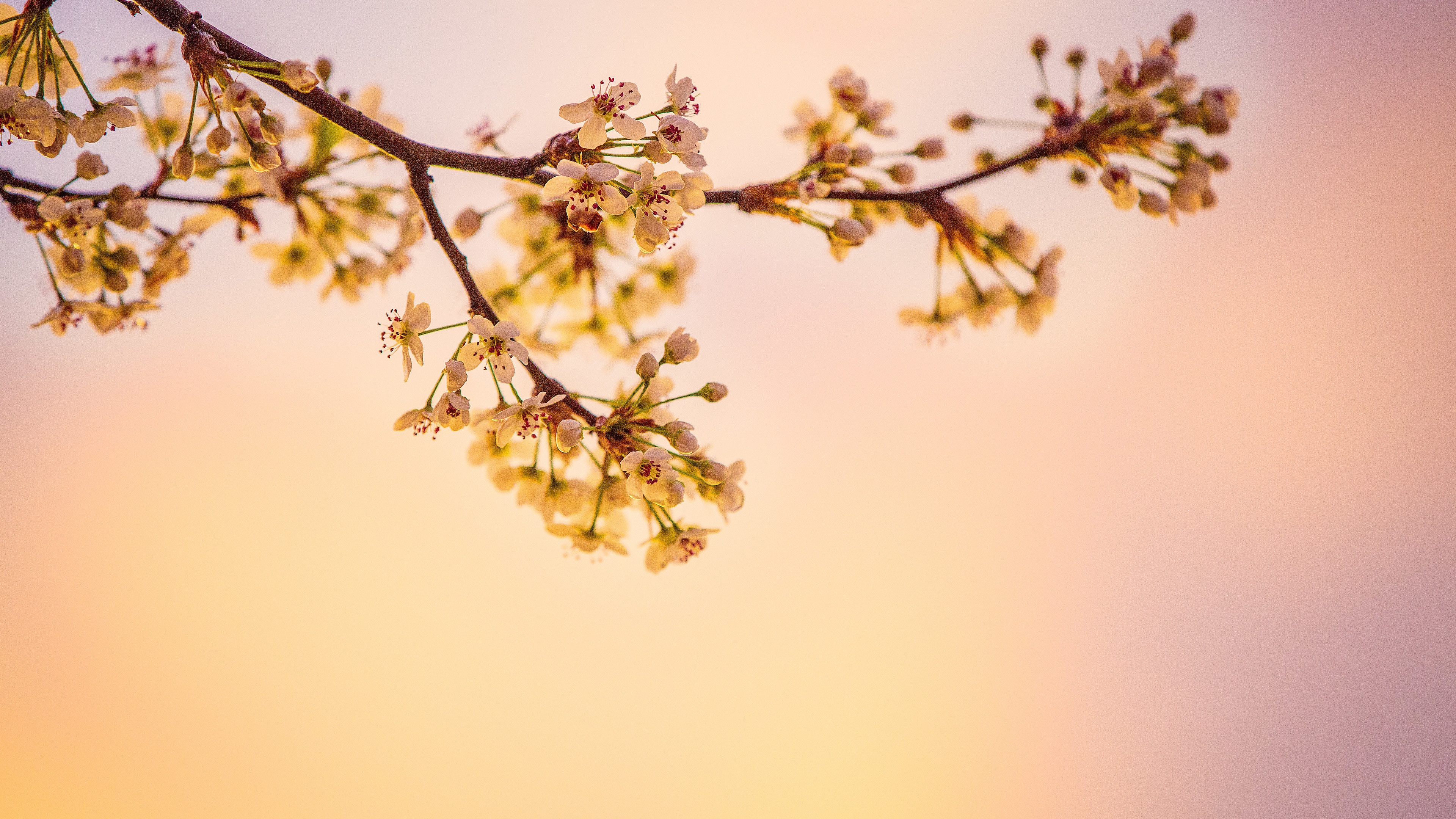 Cherry Blossom 5K Wallpapers