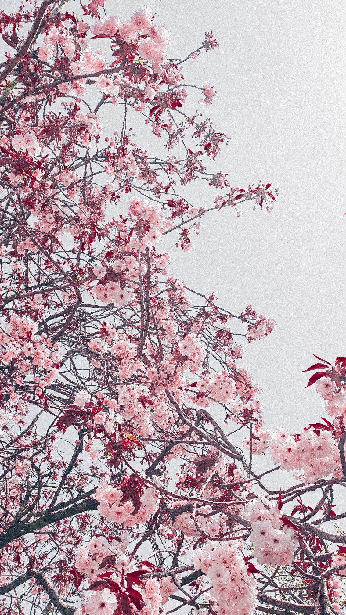 Cherry Blossom Aesthetic Wallpapers