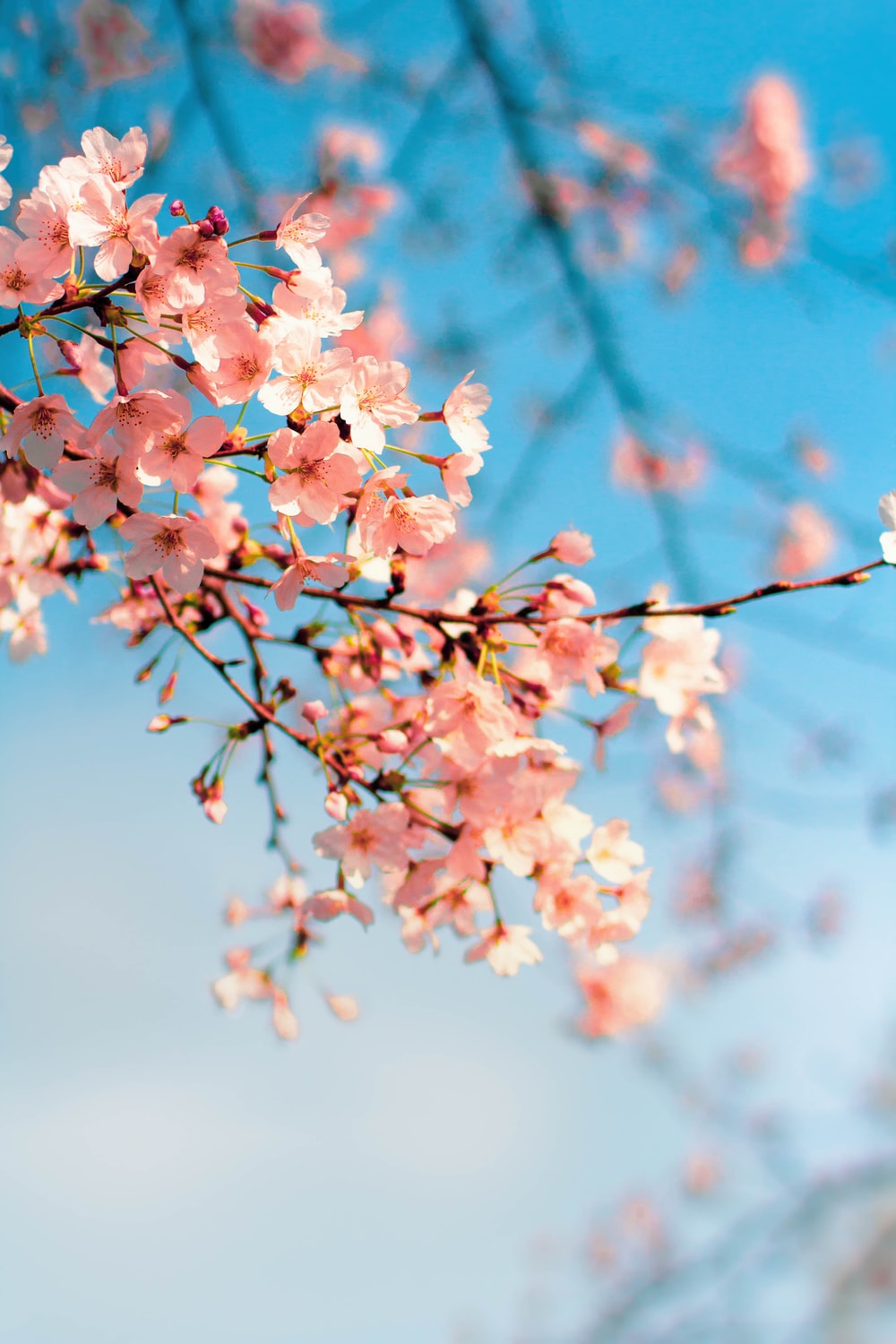 Cherry Blossom Aesthetic Wallpapers