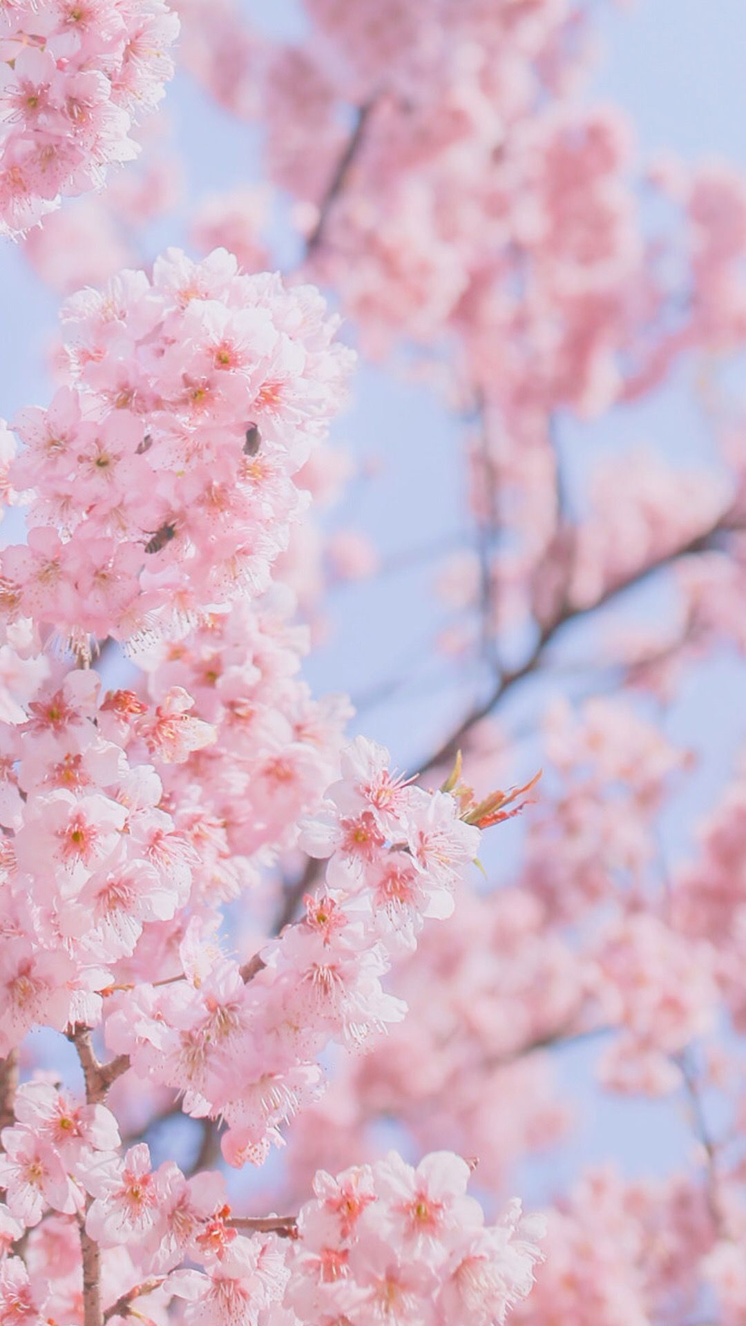 Cherry Blossom Aesthetic Wallpapers