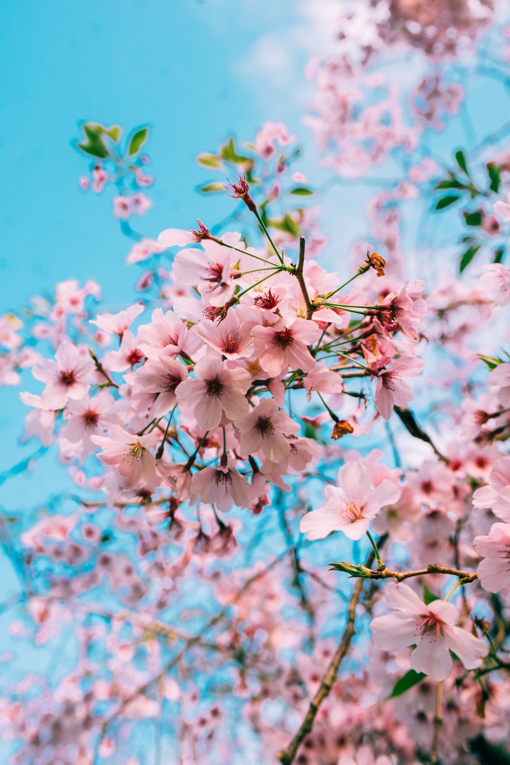 Cherry Blossom Aesthetic Wallpapers