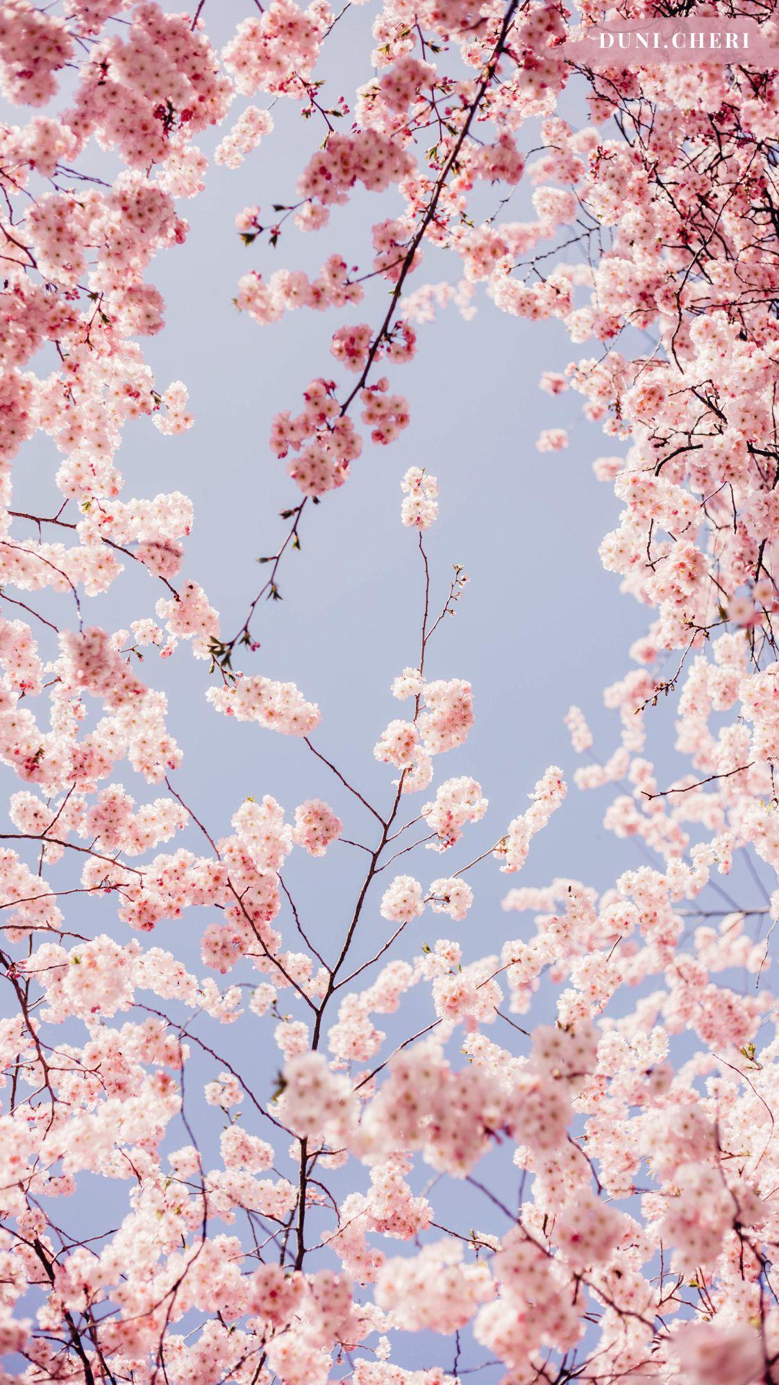 Cherry Blossom Anime Aesthetic Wallpapers