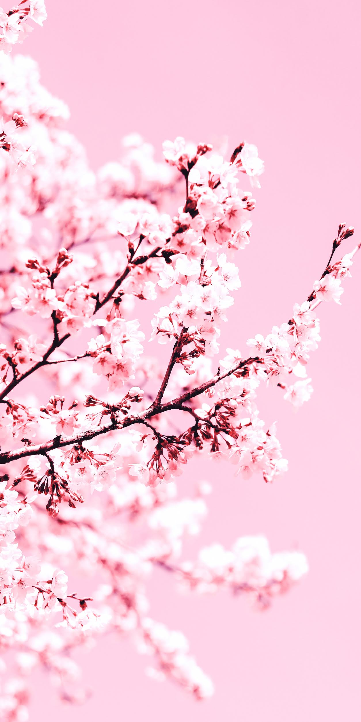 Cherry Blossom Anime Aesthetic Wallpapers