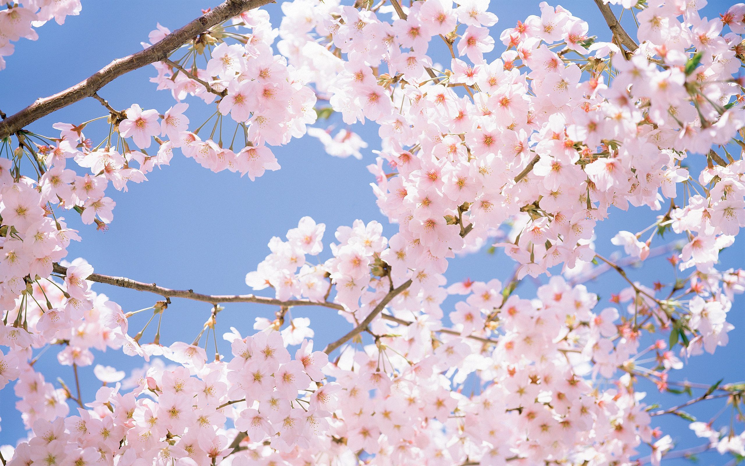 Cherry Blossom Anime Aesthetic Wallpapers