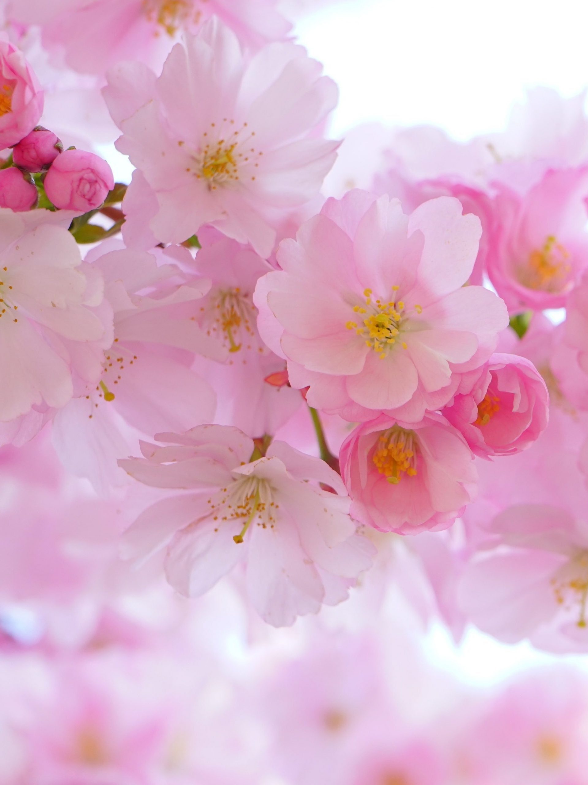 Cherry Blossom Anime Aesthetic Wallpapers