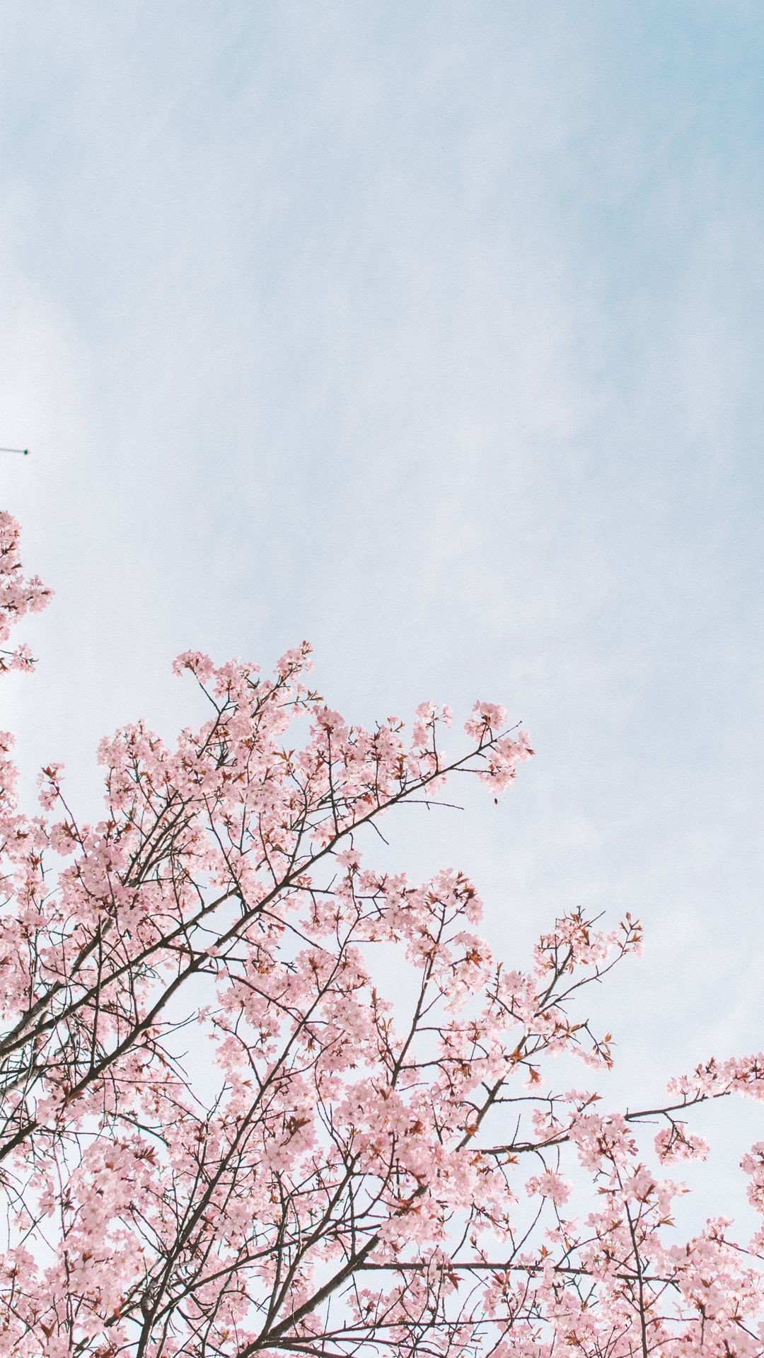 Cherry Blossom Anime Aesthetic Wallpapers