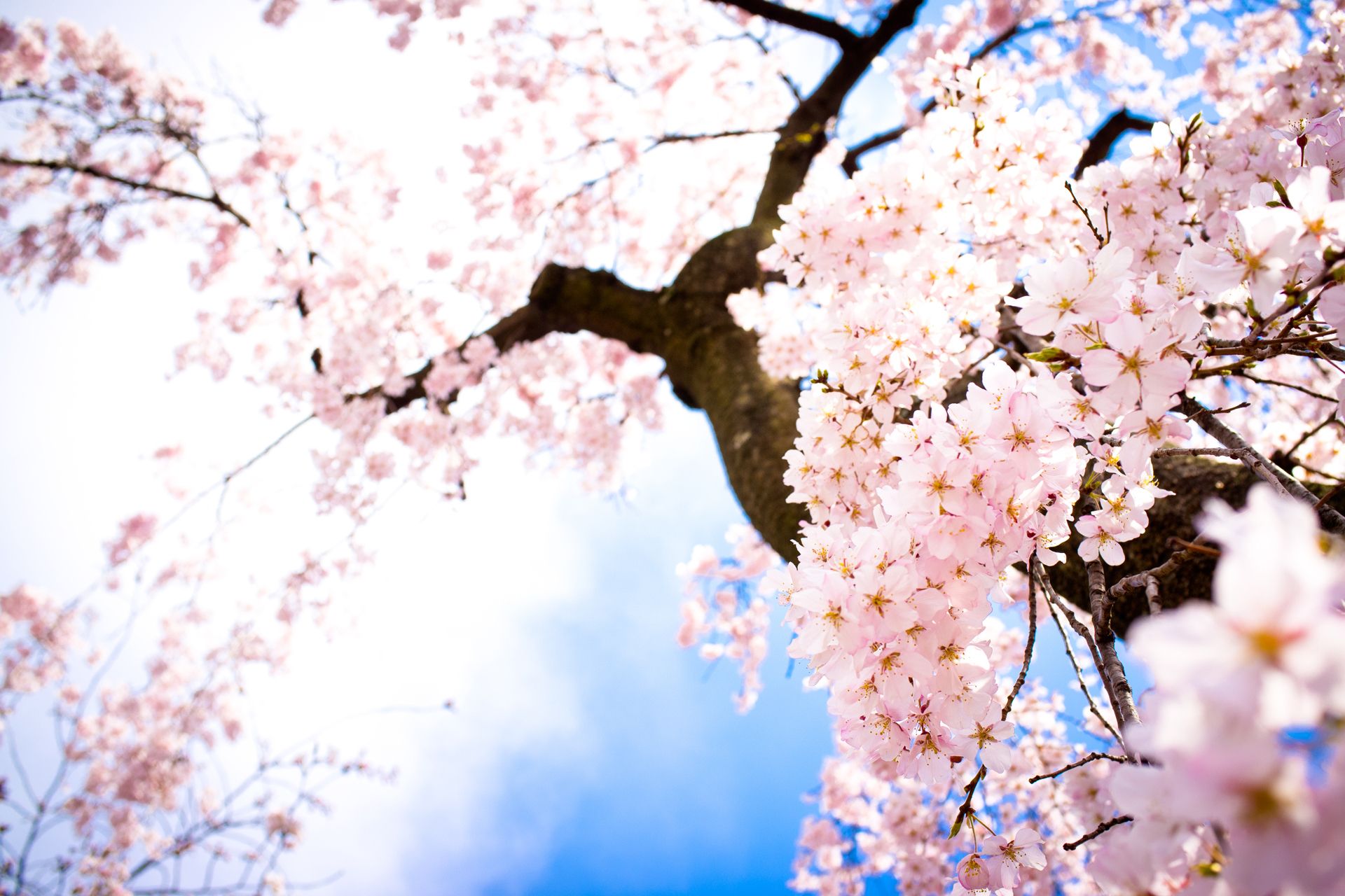 Cherry Blossom Anime Aesthetic Wallpapers