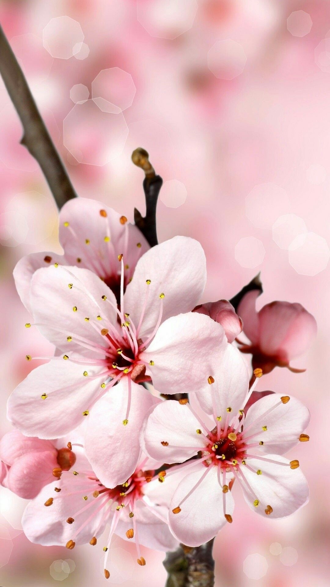 Cherry Blossom Anime Aesthetic Wallpapers