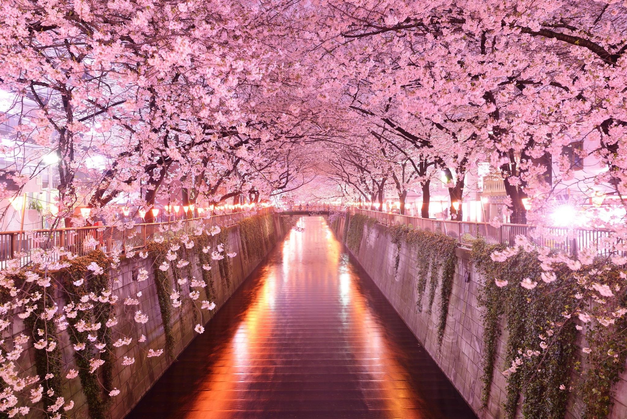 Cherry Blossom Anime Aesthetic Wallpapers