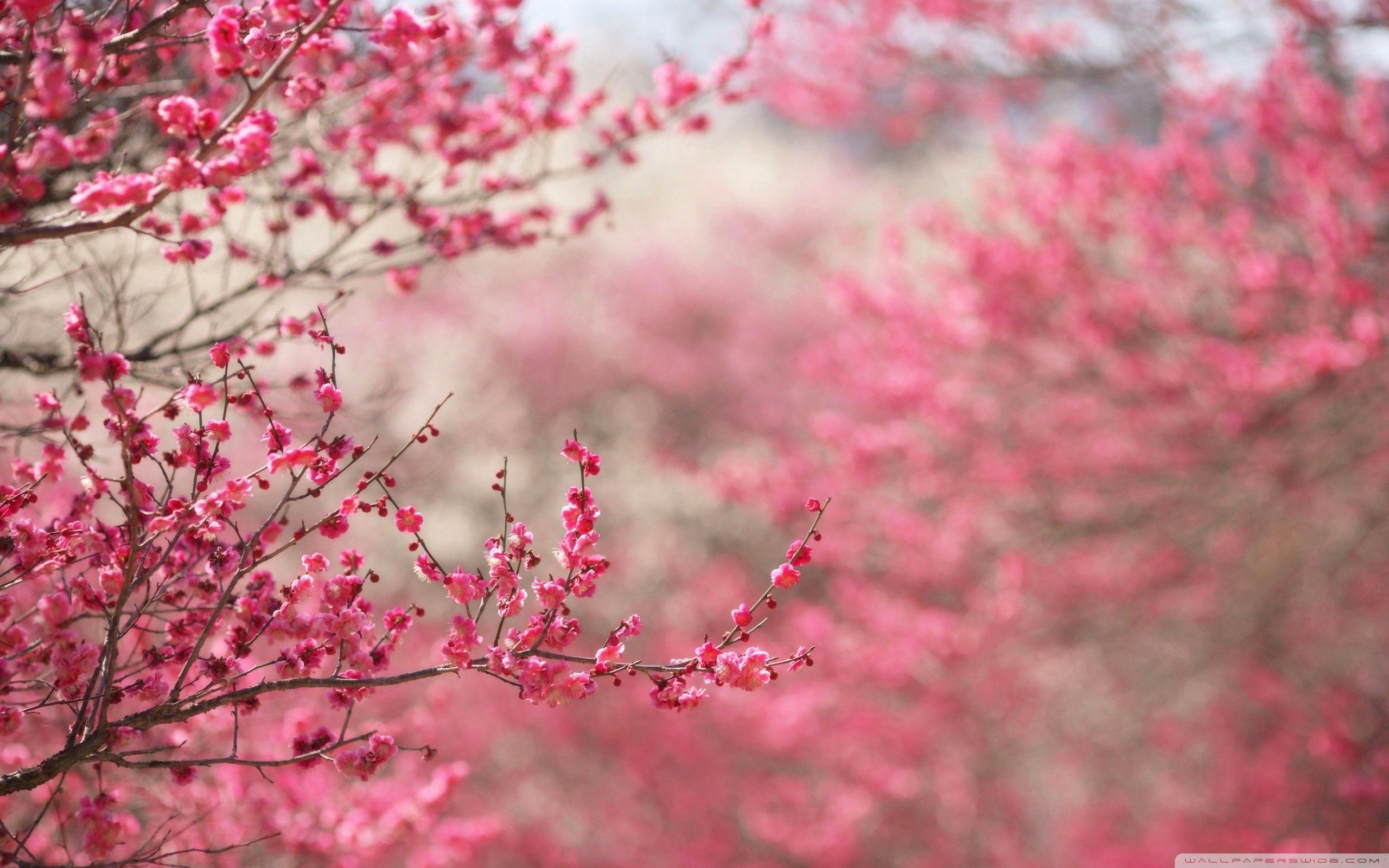 Cherry Blossom Computer Wallpapers