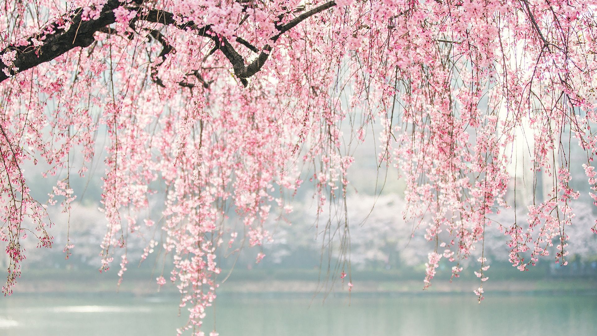 Cherry Blossom Computer Wallpapers