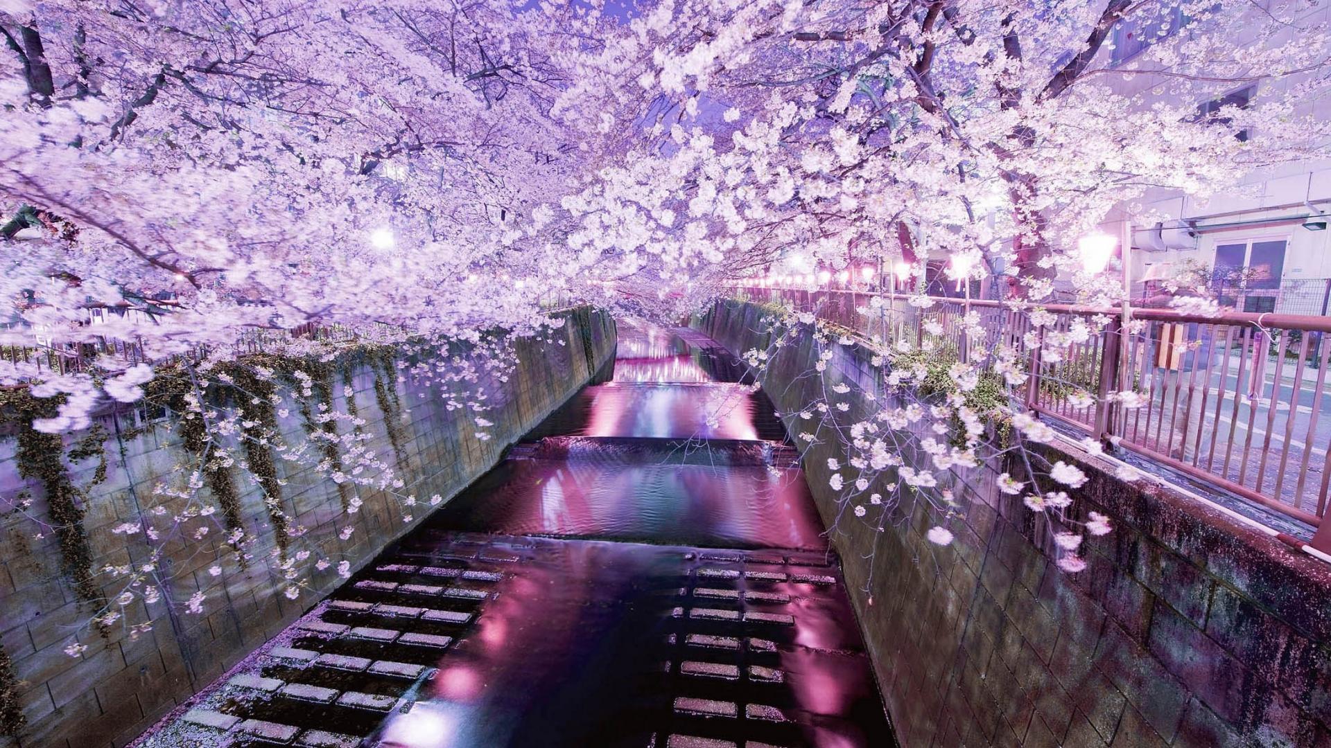 Cherry Blossom Computer Wallpapers