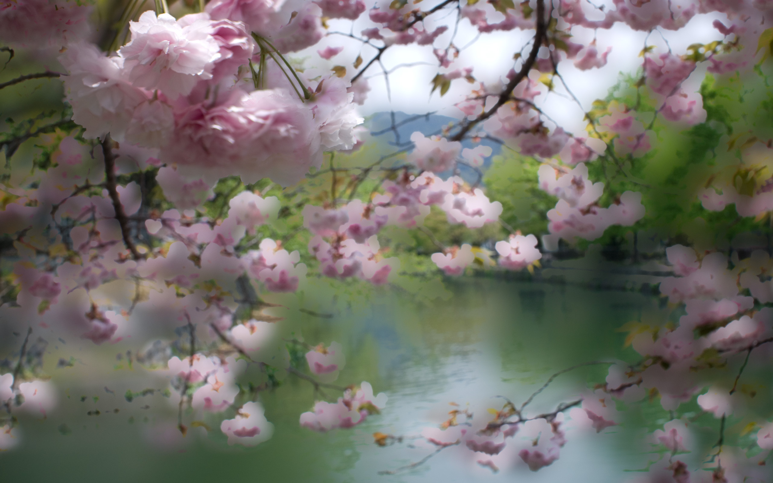 Cherry Blossom Computer Wallpapers