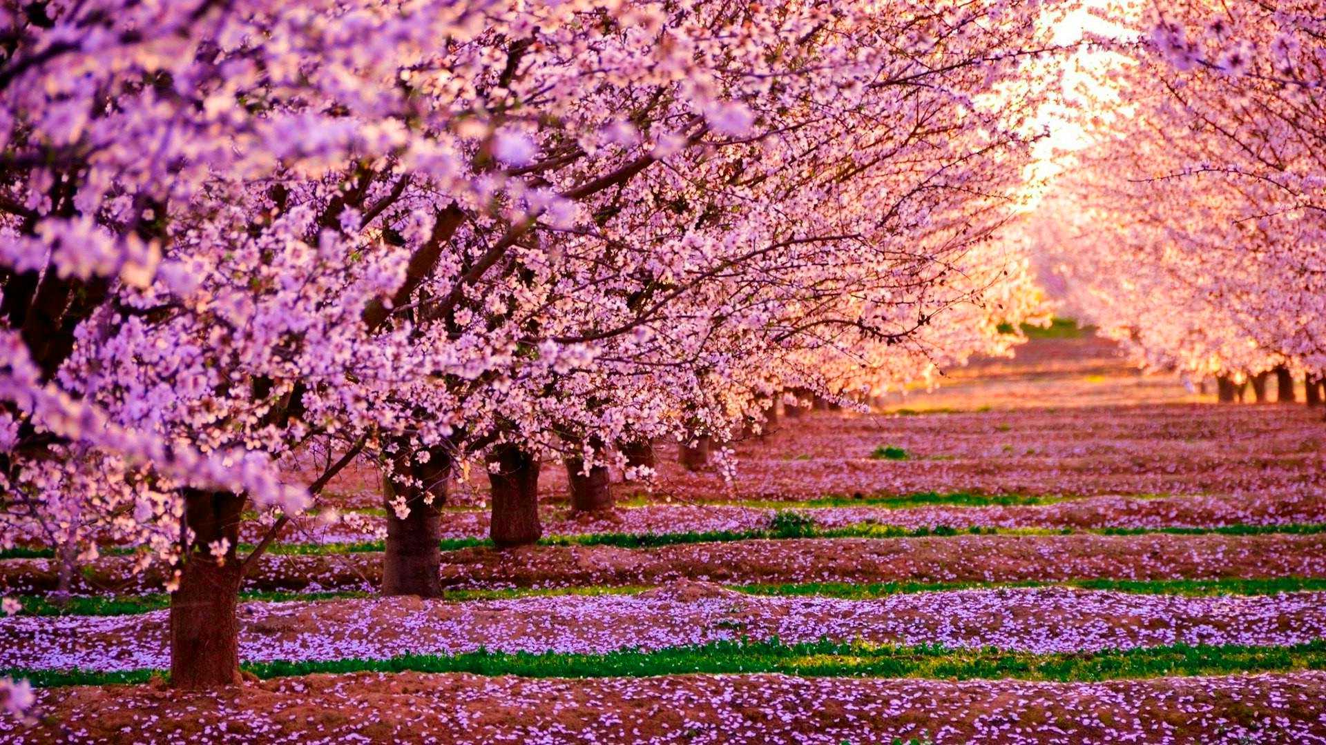 Cherry Blossom Desktop Wallpapers