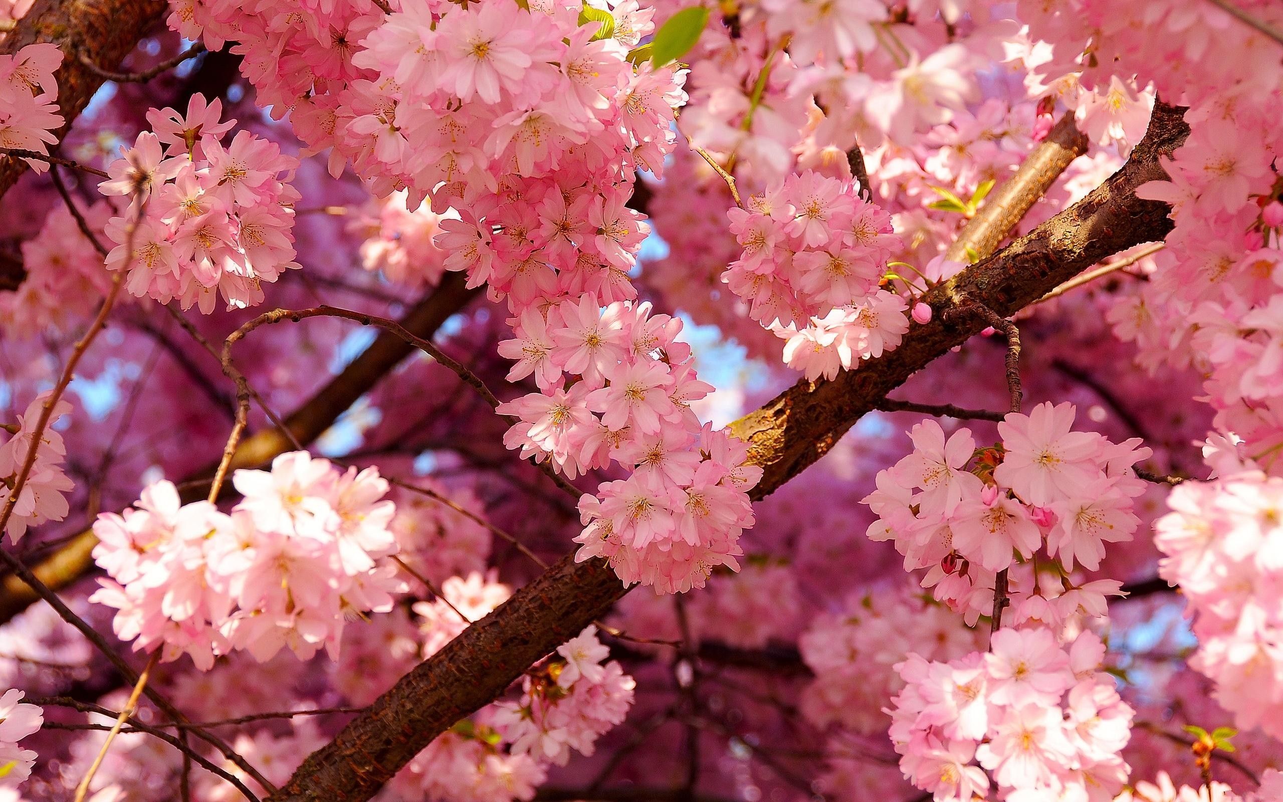 Cherry Blossom Desktop Wallpapers