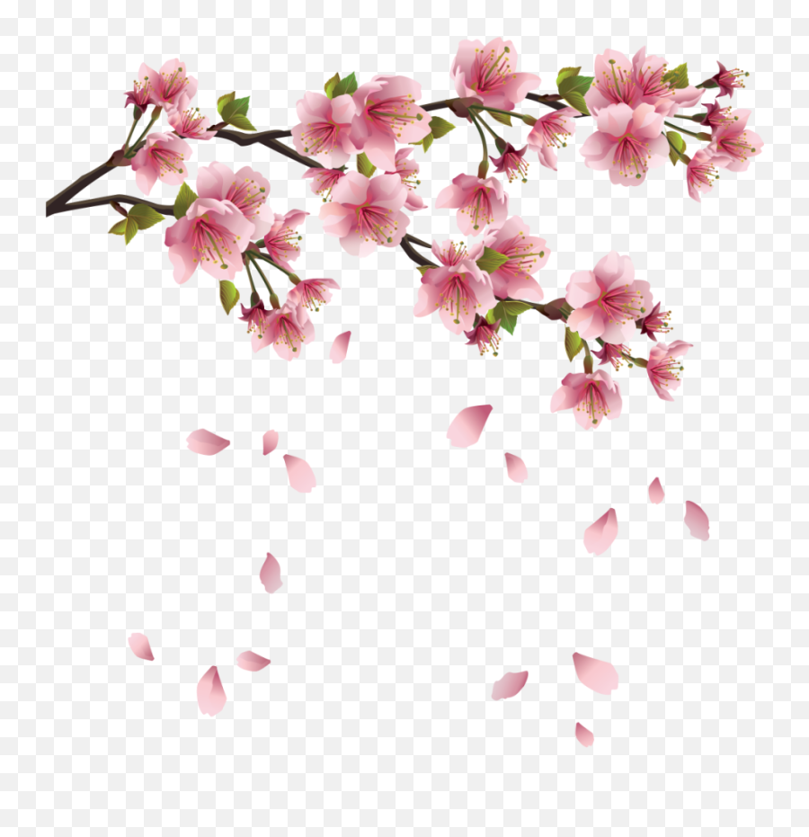 Cherry Blossom Drawing Wallpapers