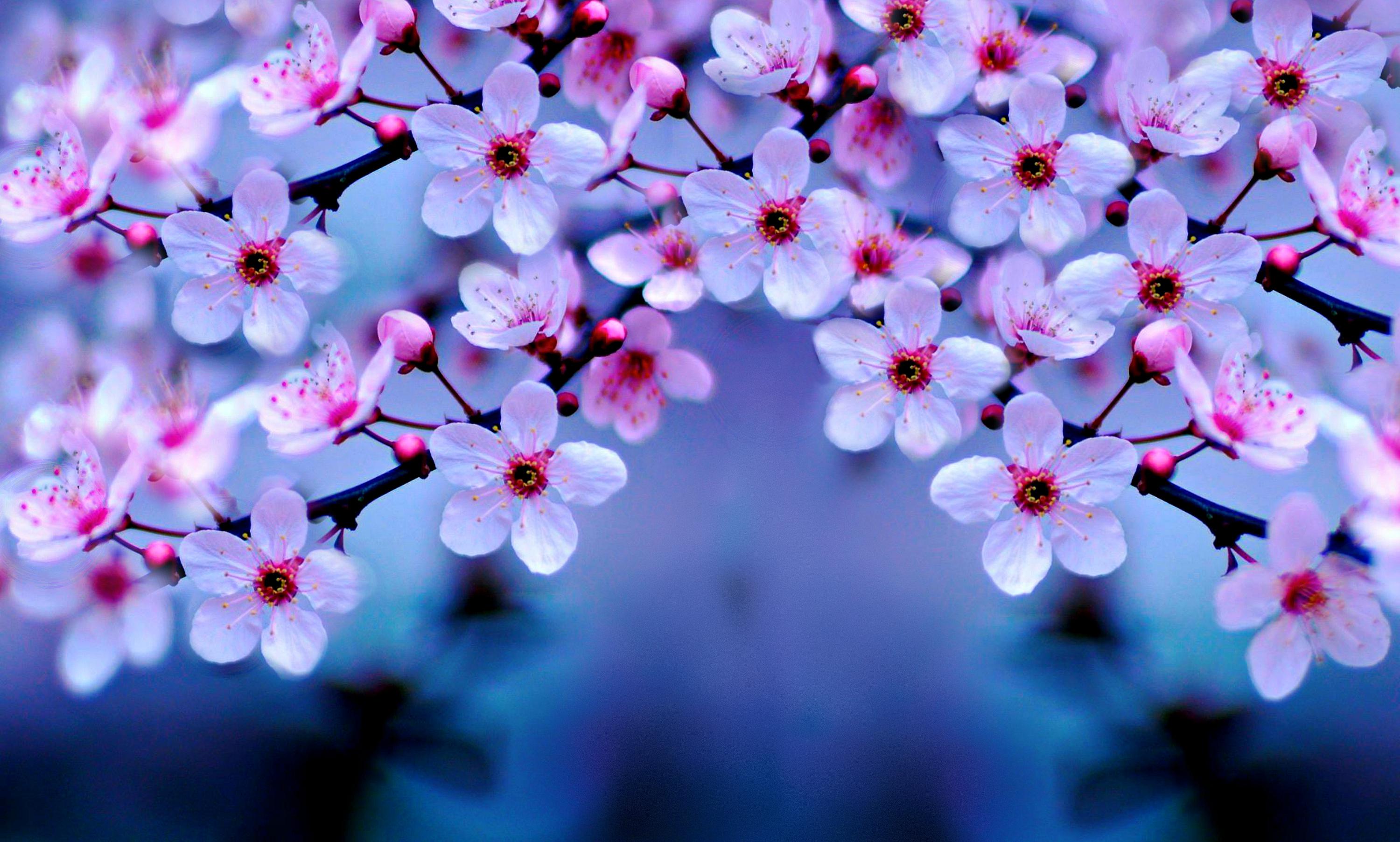 Cherry Blossom Hd Wallpapers