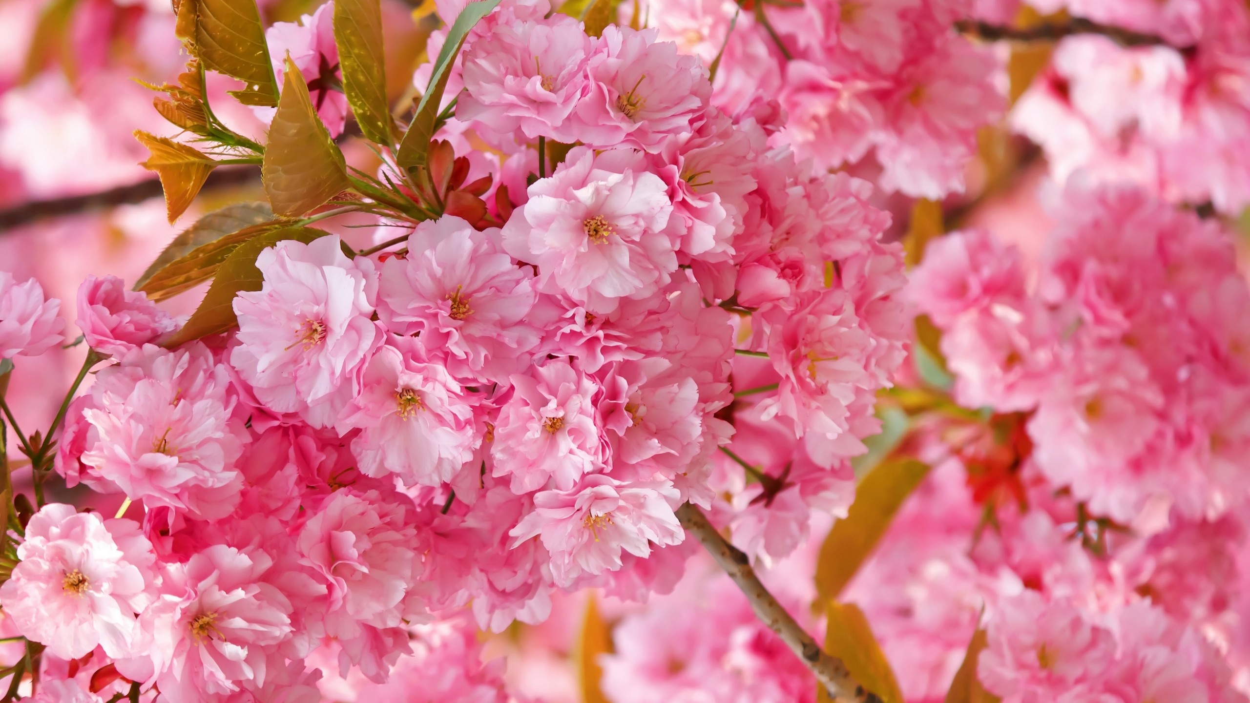 Cherry Blossom Hd Wallpapers