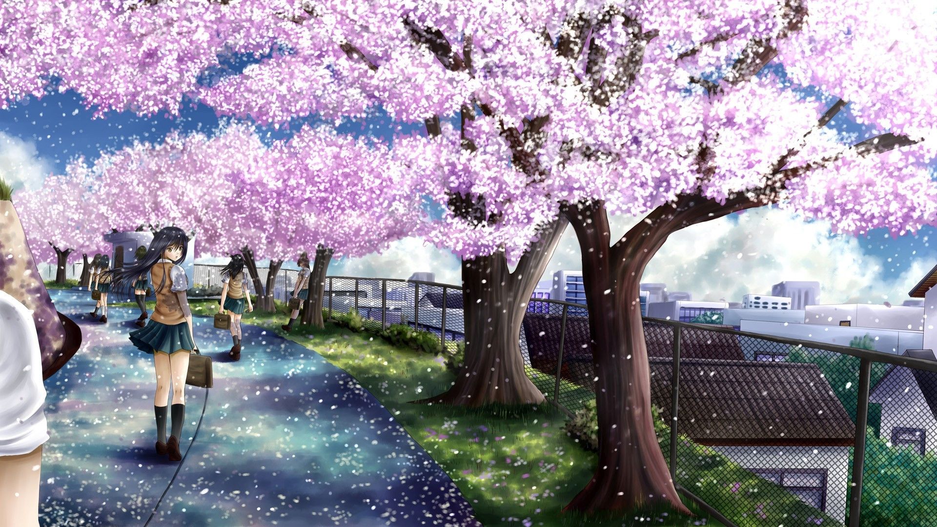 Cherry Blossom Hd Wallpapers