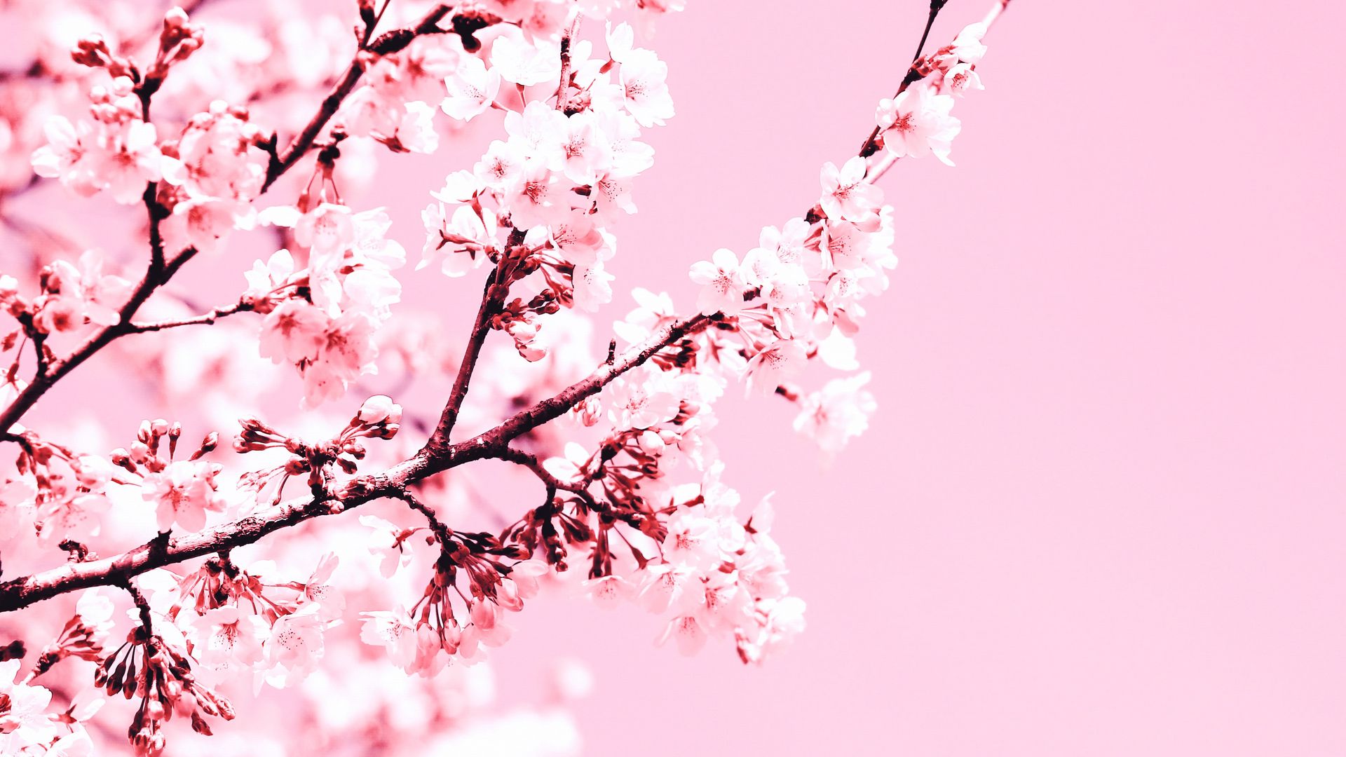 Cherry Blossom Hd Wallpapers