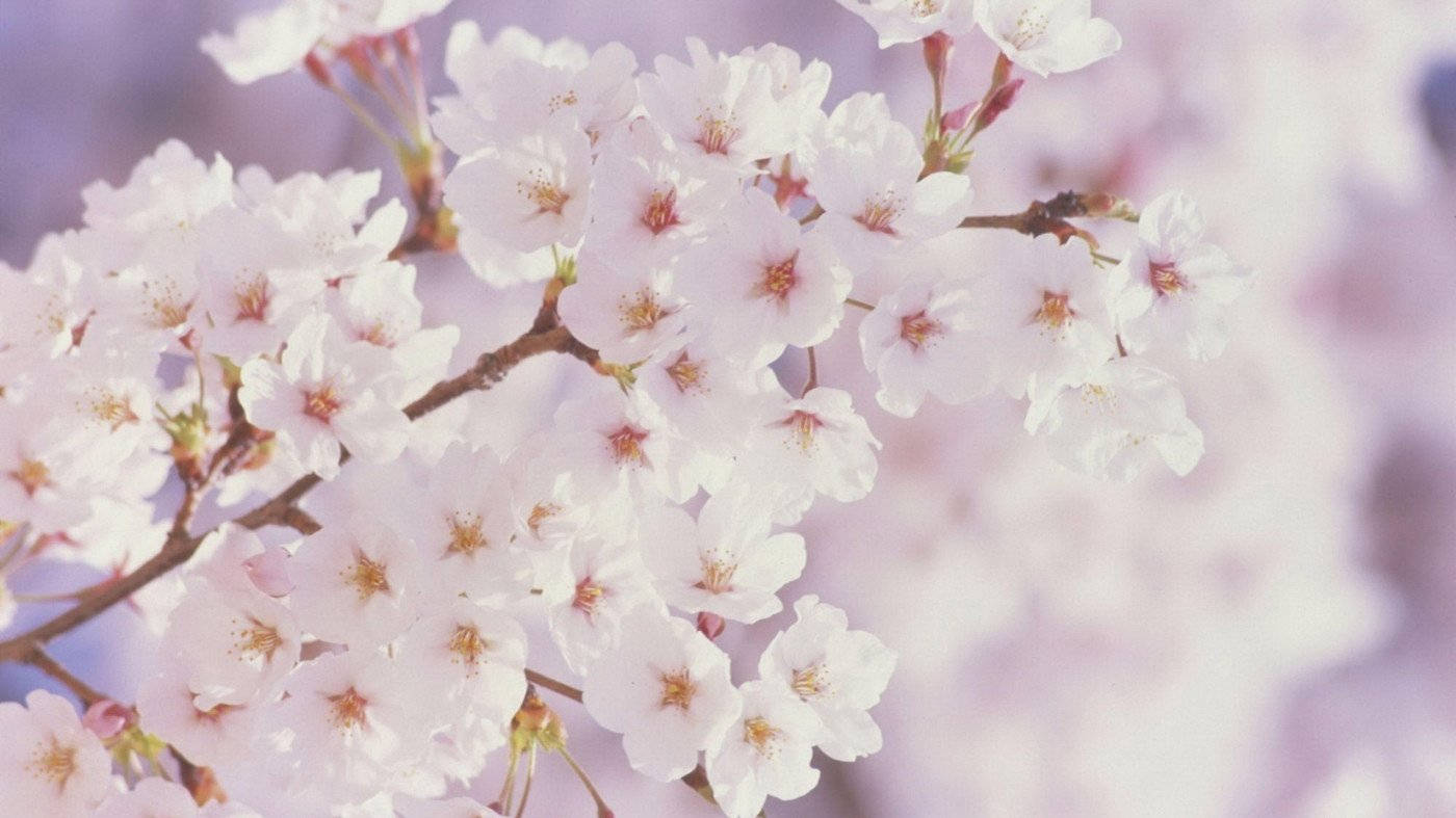 Cherry Blossom Hd Wallpapers