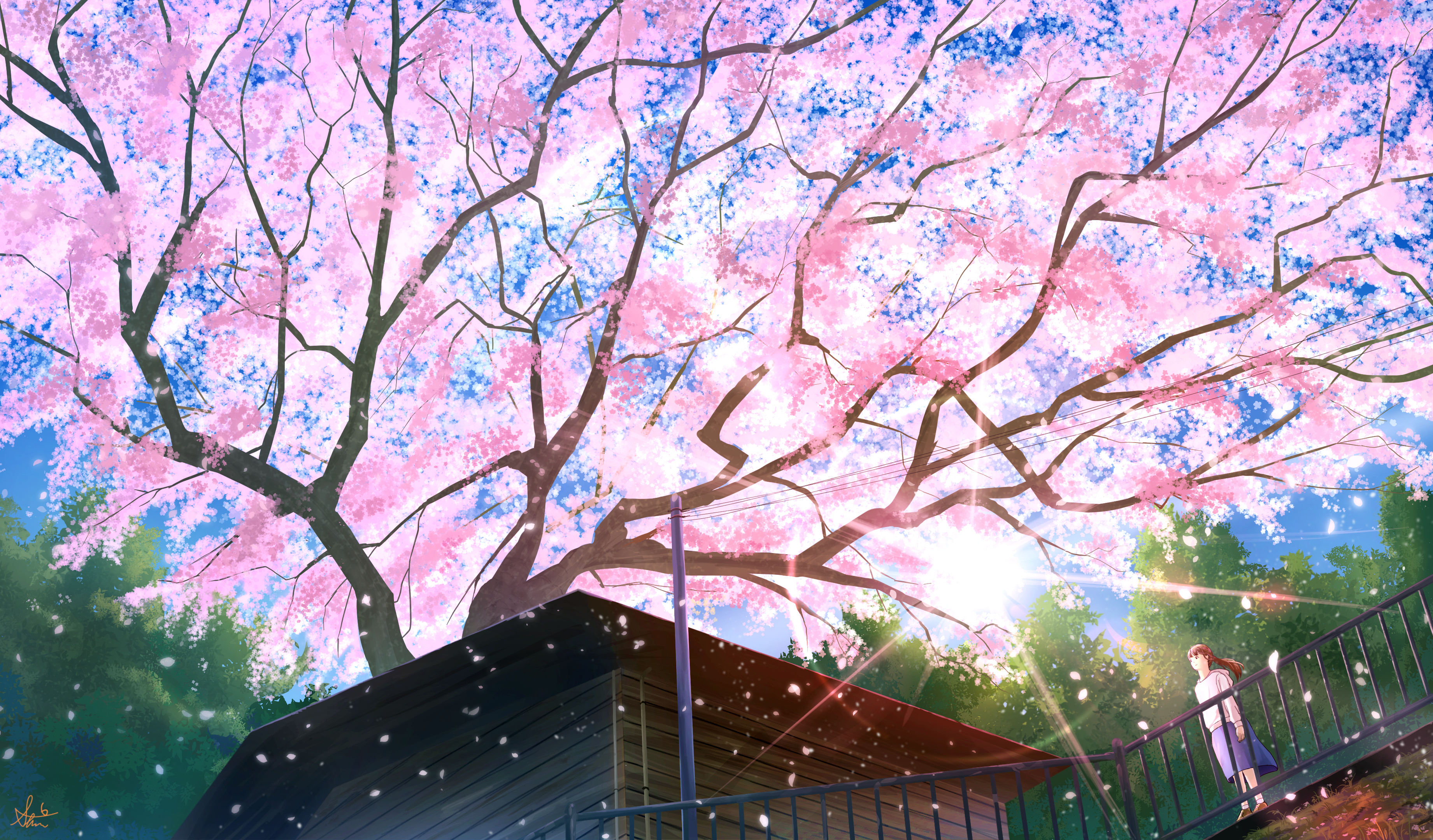 Cherry Blossom Hd Wallpapers