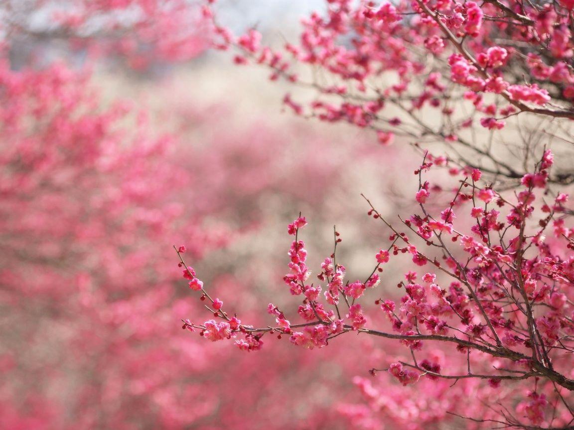 Cherry Blossom Hd Wallpapers