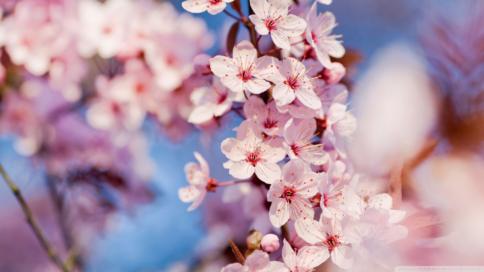 Cherry Blossom Hd Wallpapers