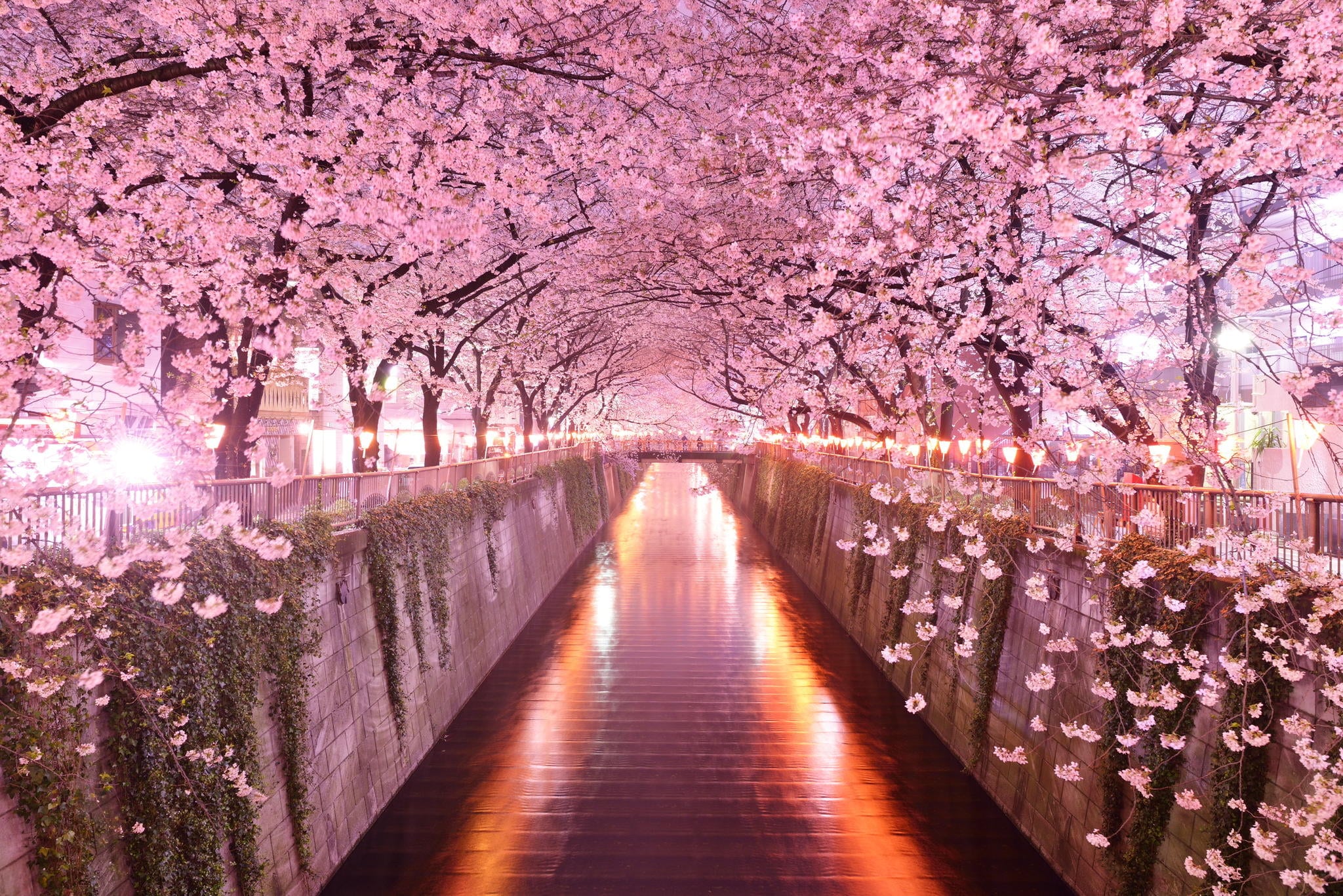 Cherry Blossom Hd Wallpapers