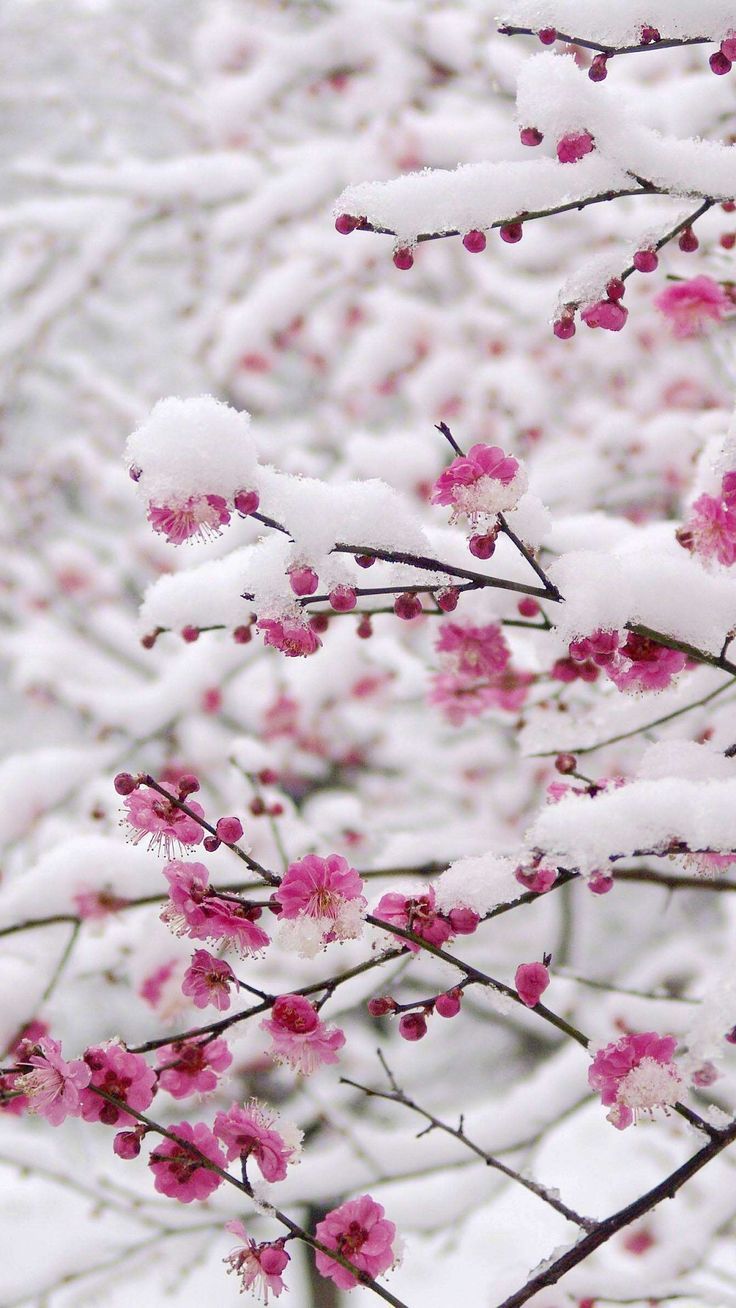 Cherry Blossom In The Winter Wallpapers