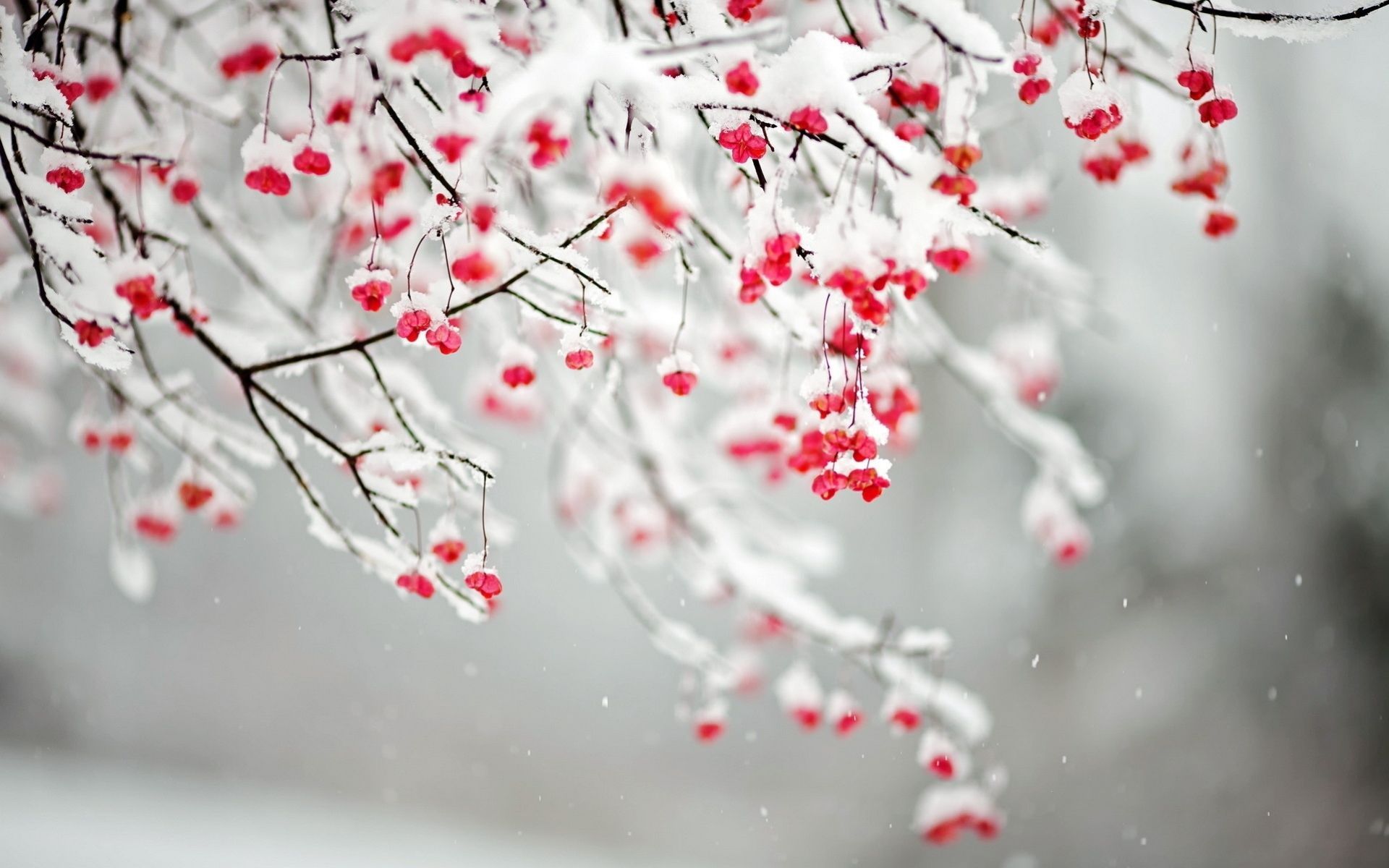 Cherry Blossom In The Winter Wallpapers