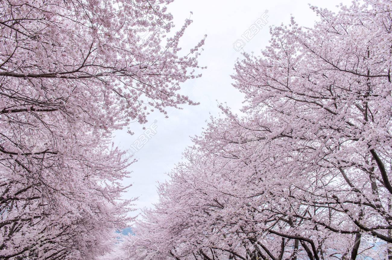 Cherry Blossom In The Winter Wallpapers