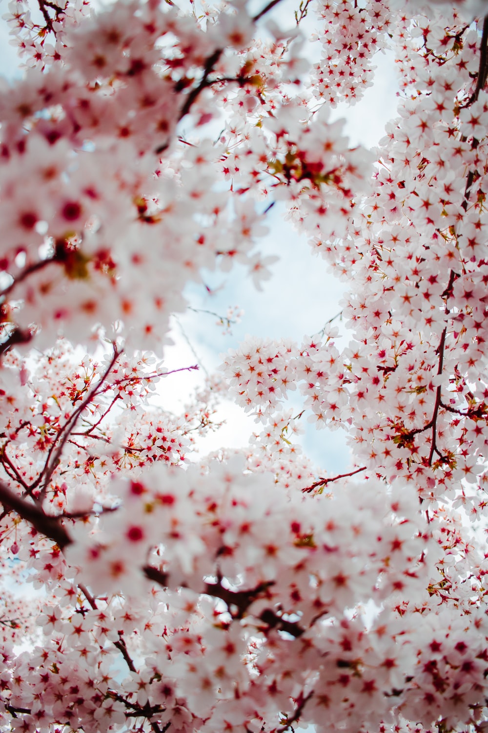 Cherry Blossom In The Winter Wallpapers