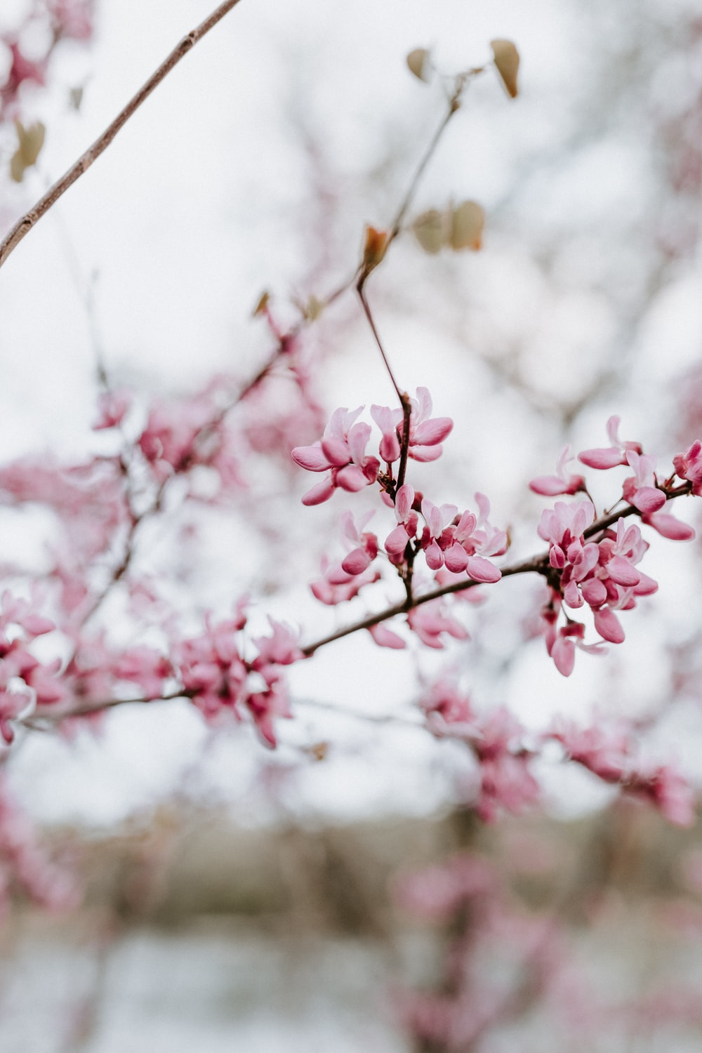 Cherry Blossom In The Winter Wallpapers