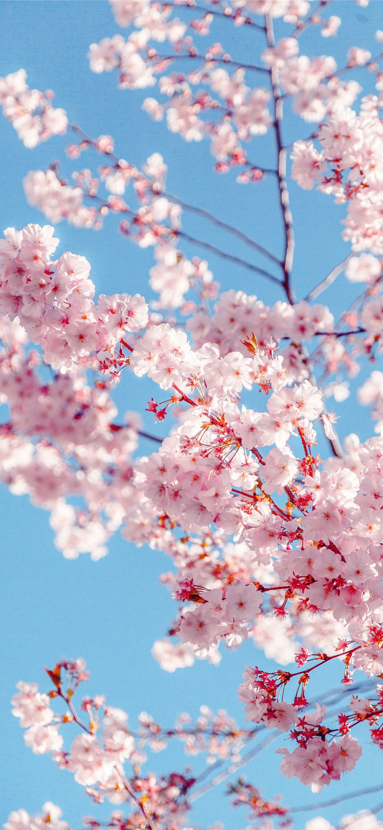 Cherry Blossom Iphone Wallpapers