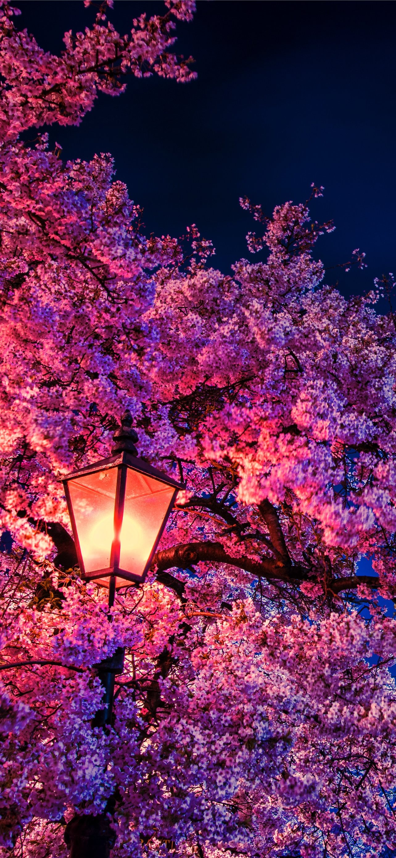 Cherry Blossom Iphone Wallpapers