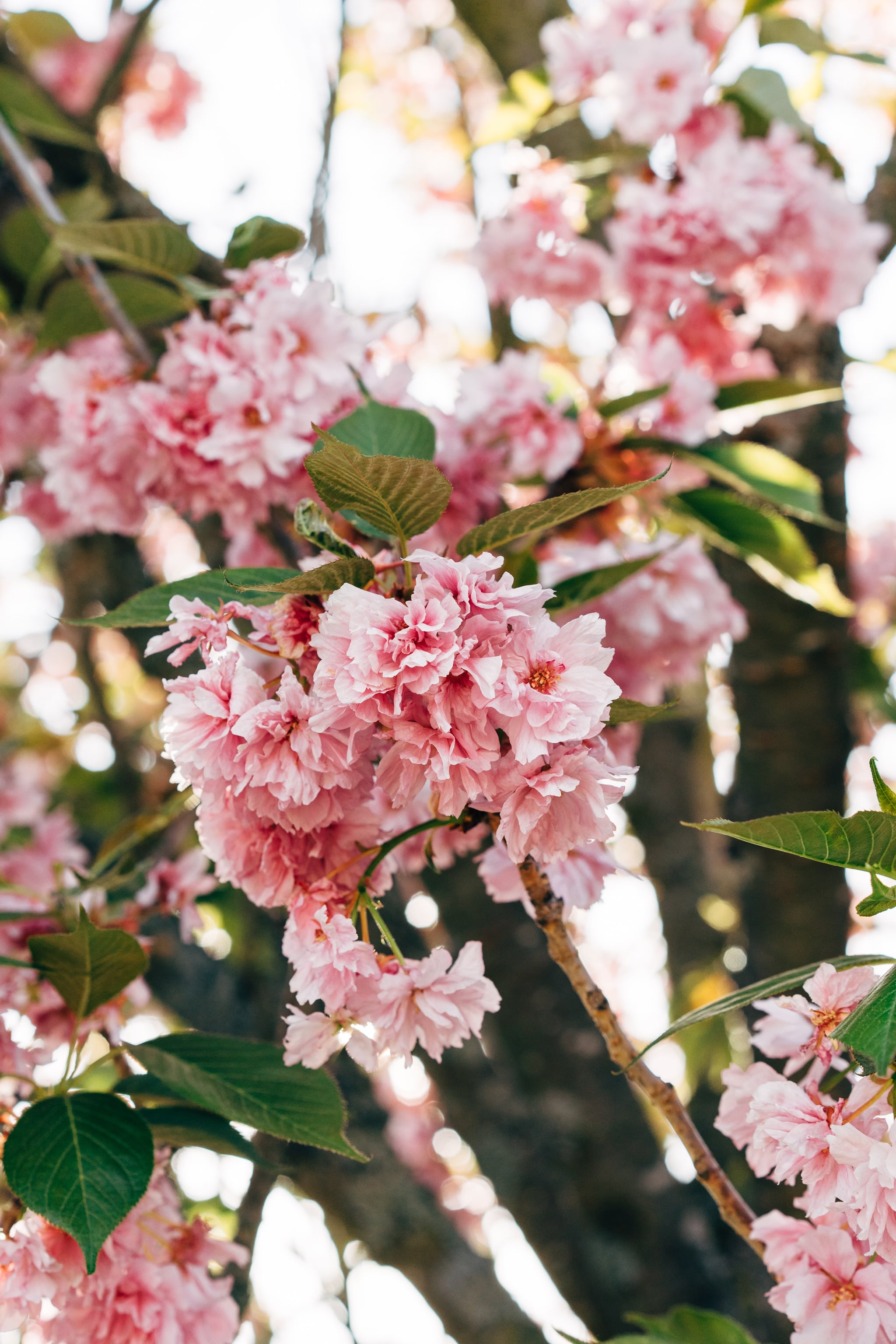 Cherry Blossom Iphone Wallpapers