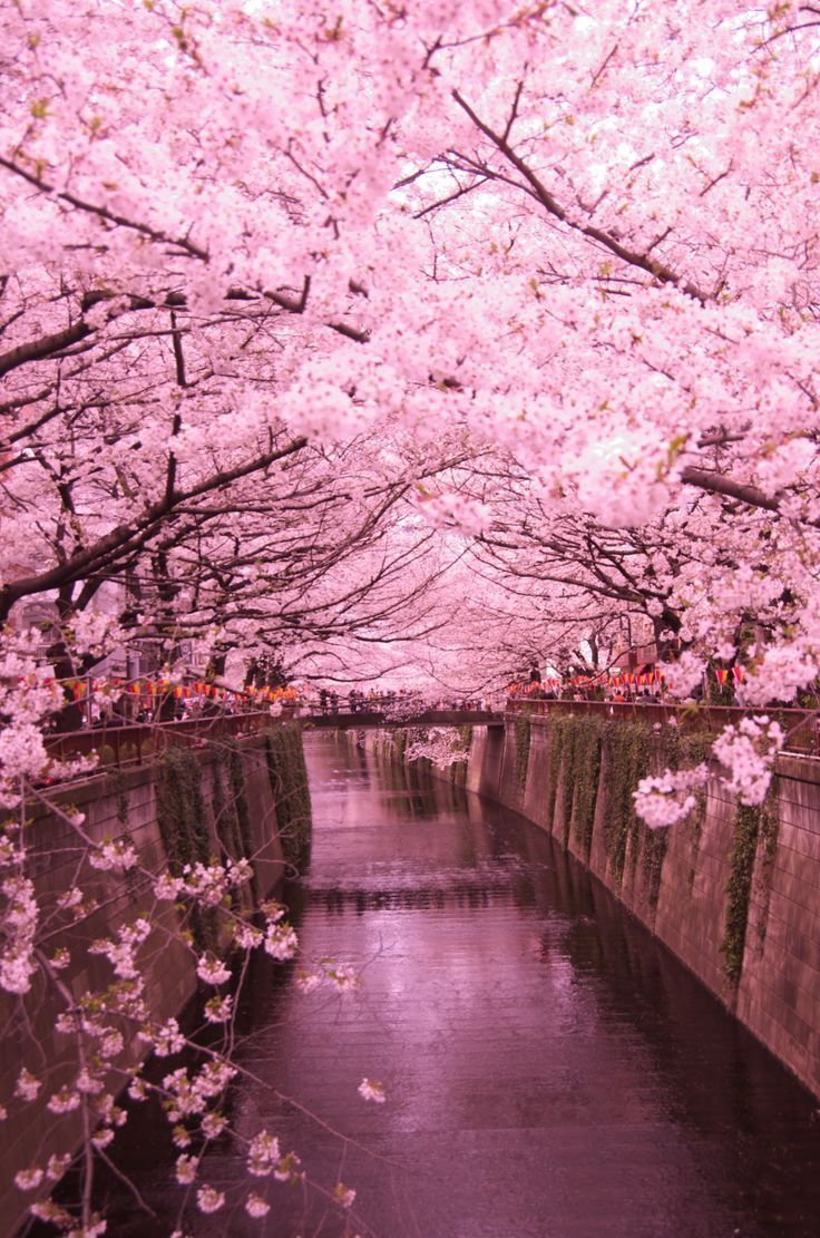 Cherry Blossom Landscape Wallpapers