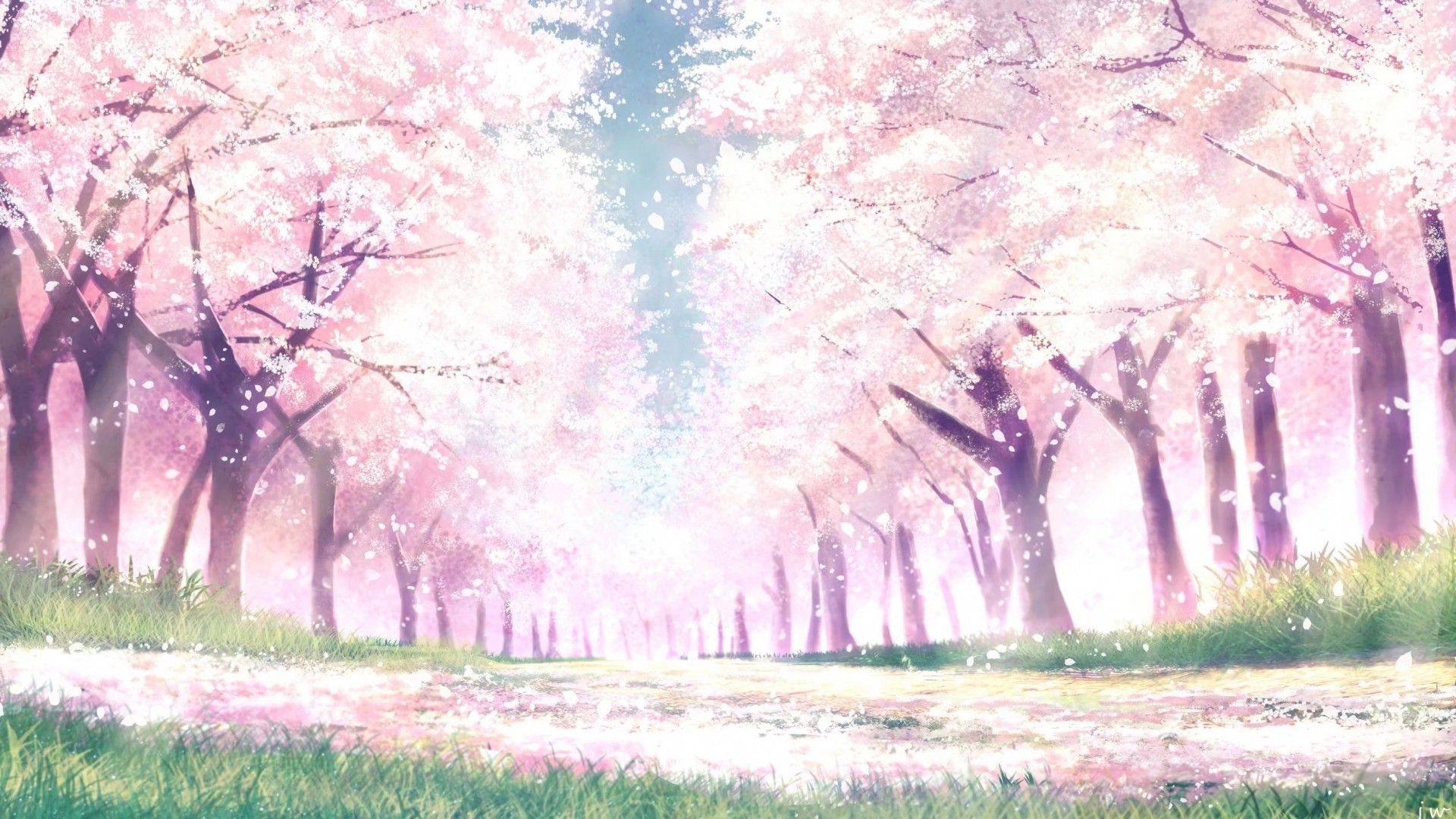 Cherry Blossom Landscape Wallpapers