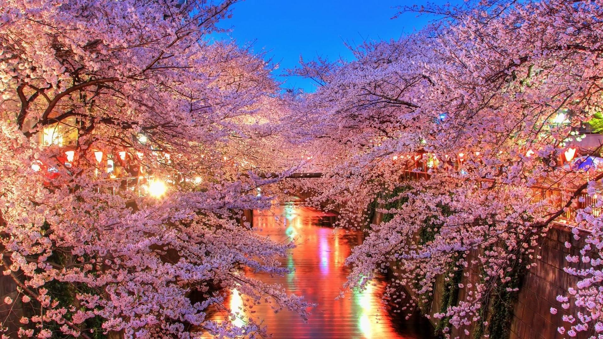 Cherry Blossom Landscape Wallpapers