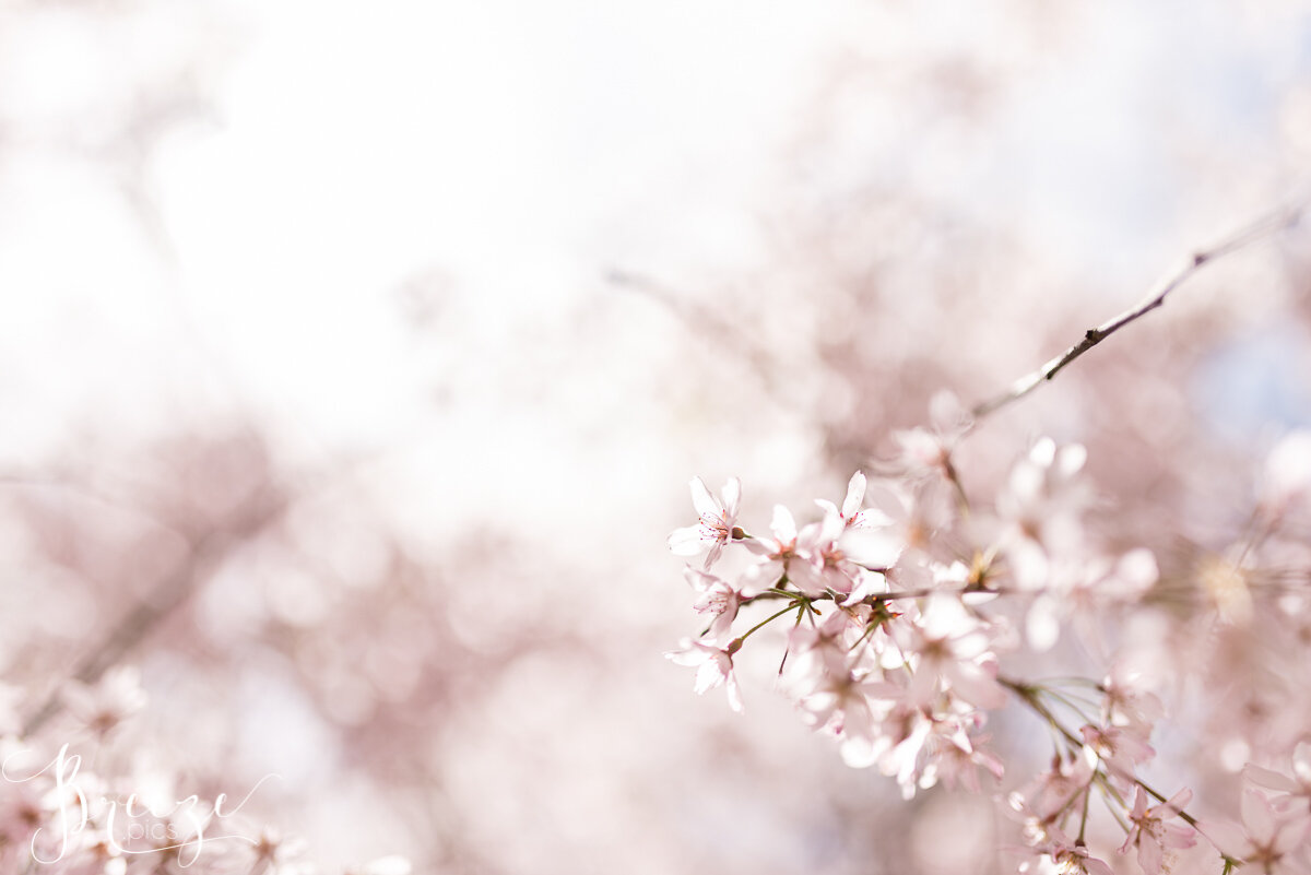 Cherry Blossom Landscape Wallpapers