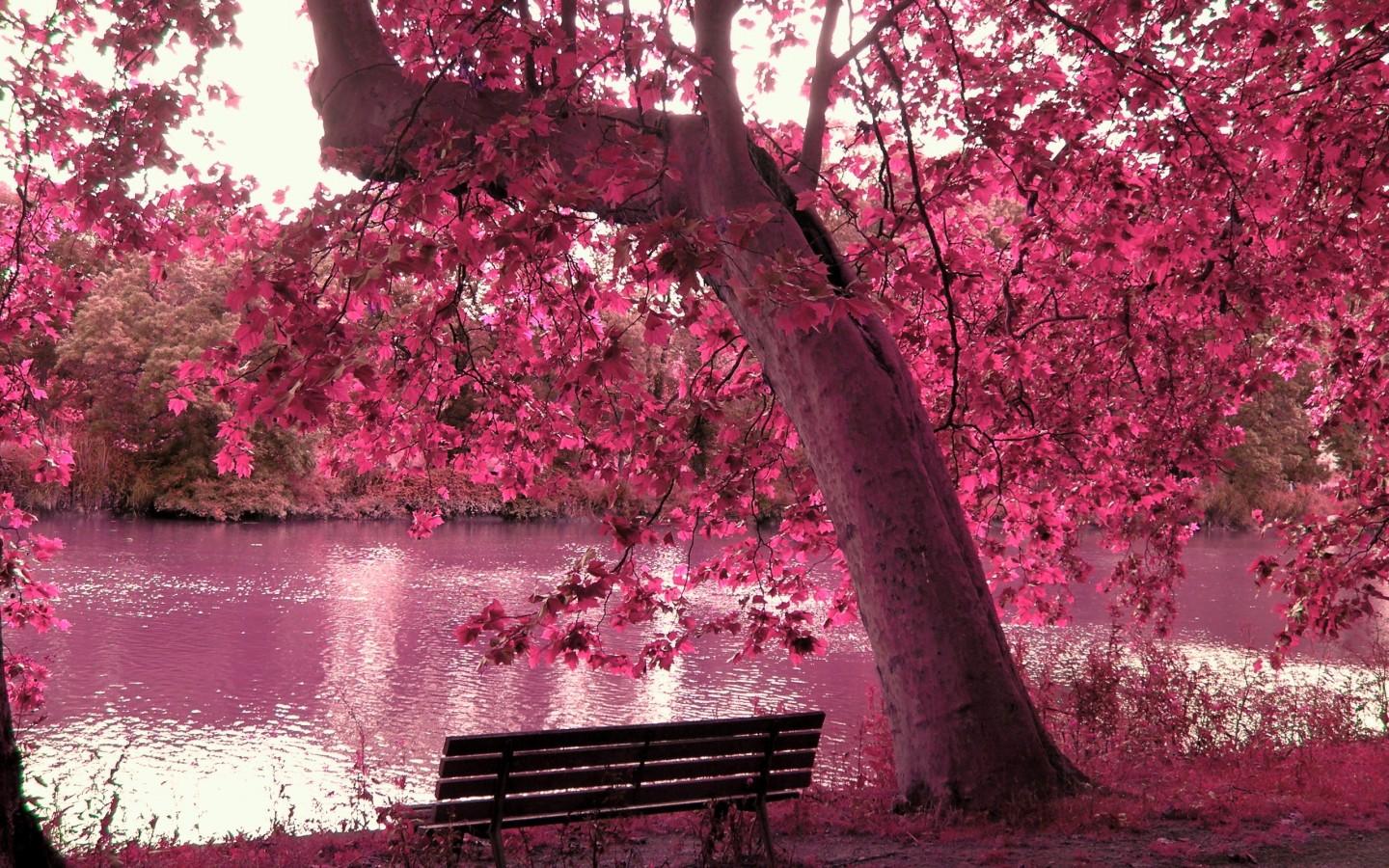 Cherry Blossom Landscape Wallpapers