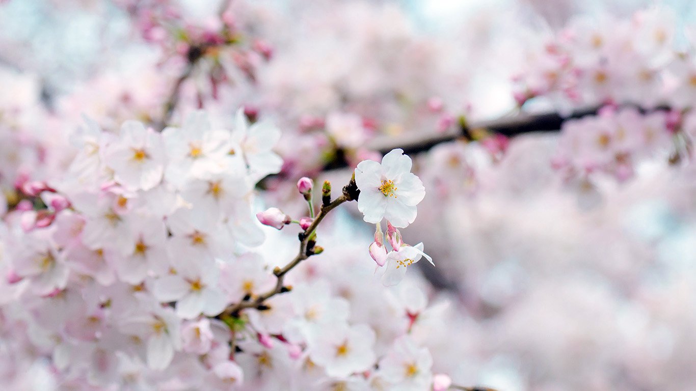 Cherry Blossom Laptop Wallpapers